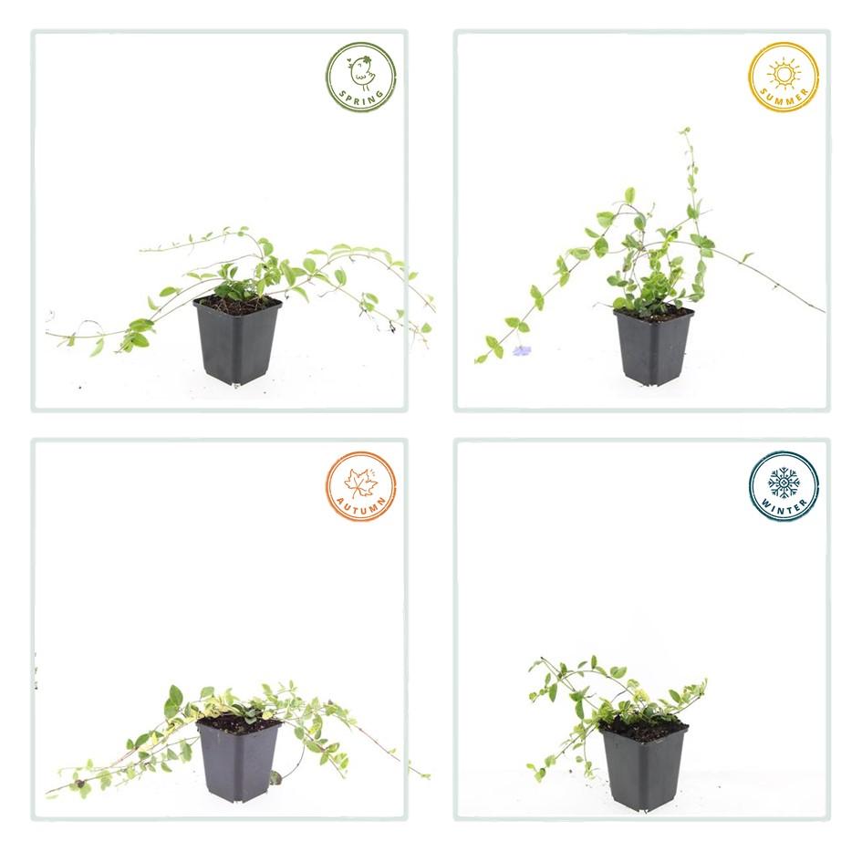 20x Vinca minor 'Blå og Guld' - ↕10-25cm - Ø9cm