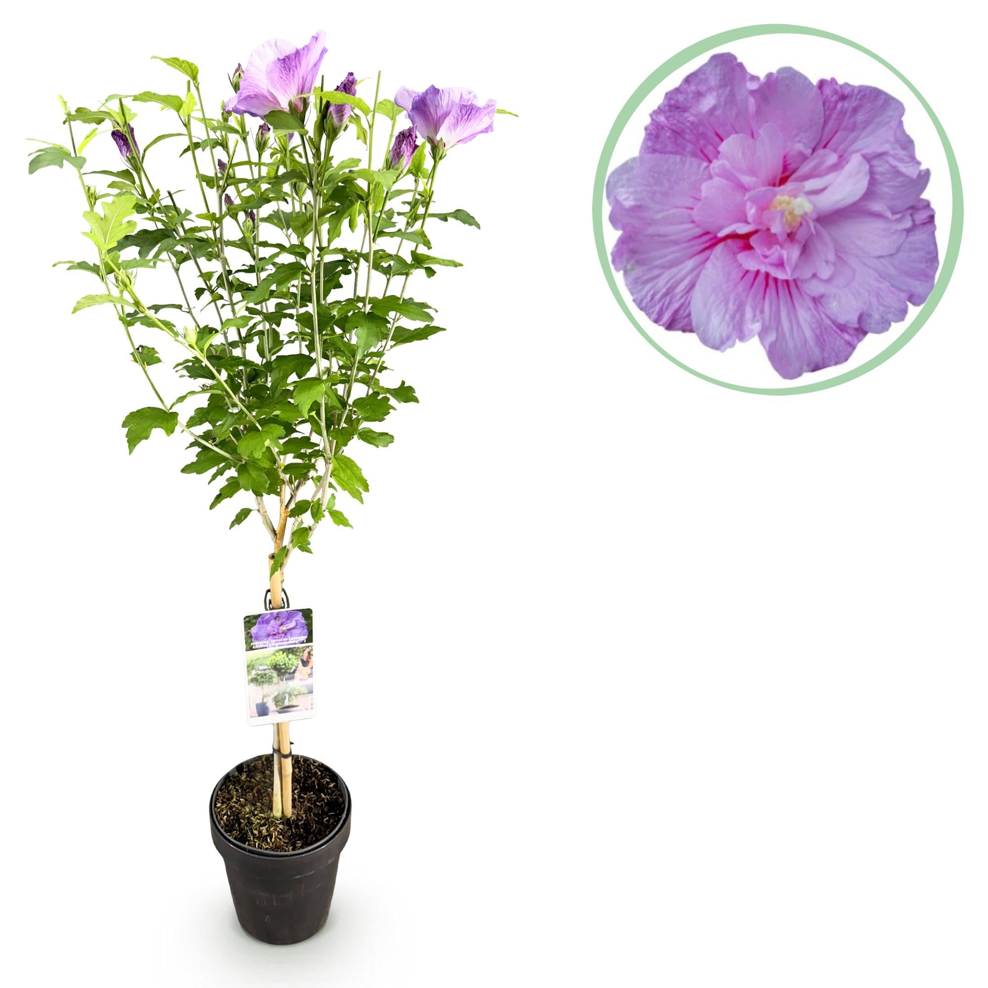 Hibiskus-Stamm ‘Lavender Chiffon’® – winterharte Terrassenpflanze, 19 cm Topf, 90 cm Höhe