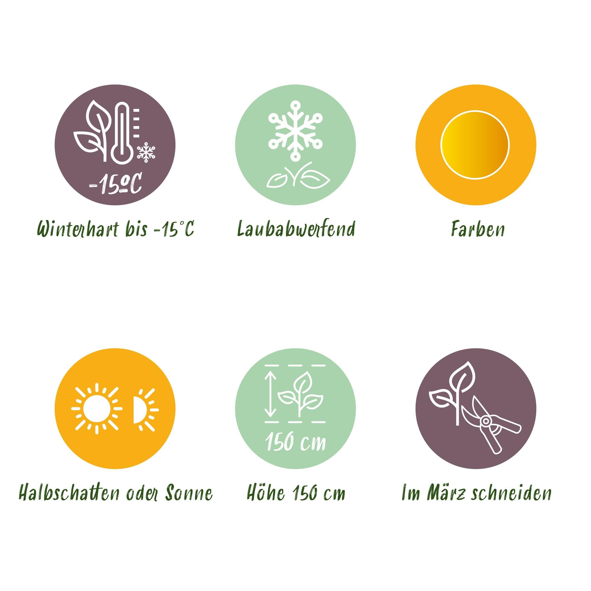 Acer Palmatum 'Jordan' – japansk ahorn, løvfældende – 19 cm potte, 70 cm høj