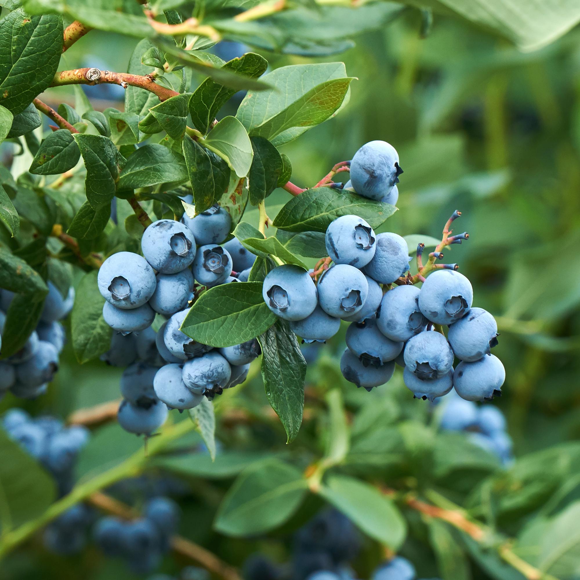 Blueberry bush 'Goldtraube' – thornless, 2 plants, each 40 cm tall, in an 11 cm pot