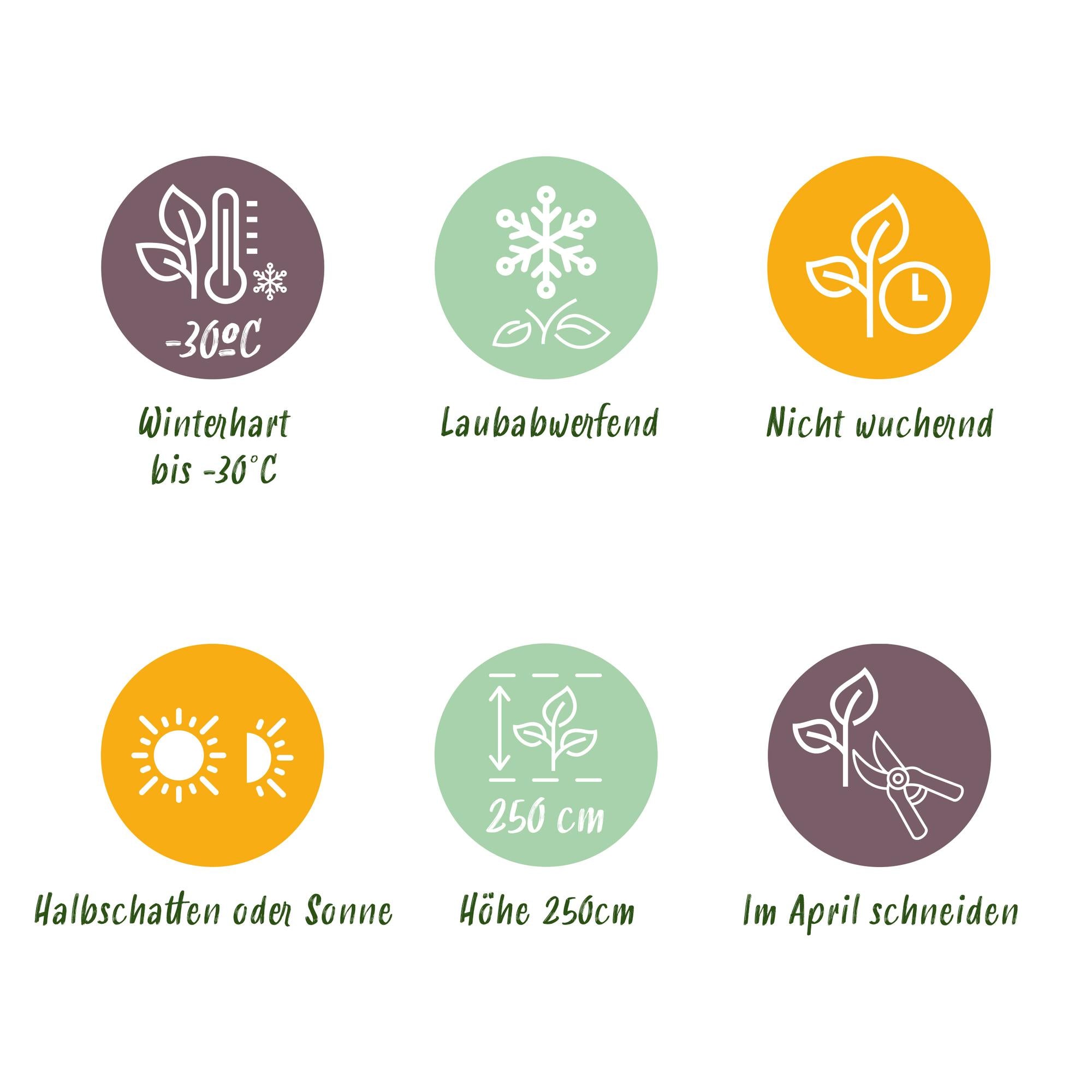 GreenboutiQ - Buske - Cornus alba Tricolour - Kombination af røde, grønne og lilla grene - 3 planter - Løvfældende - Lav vedligeholdelse - Potte 17 cm, Højde 45 cm