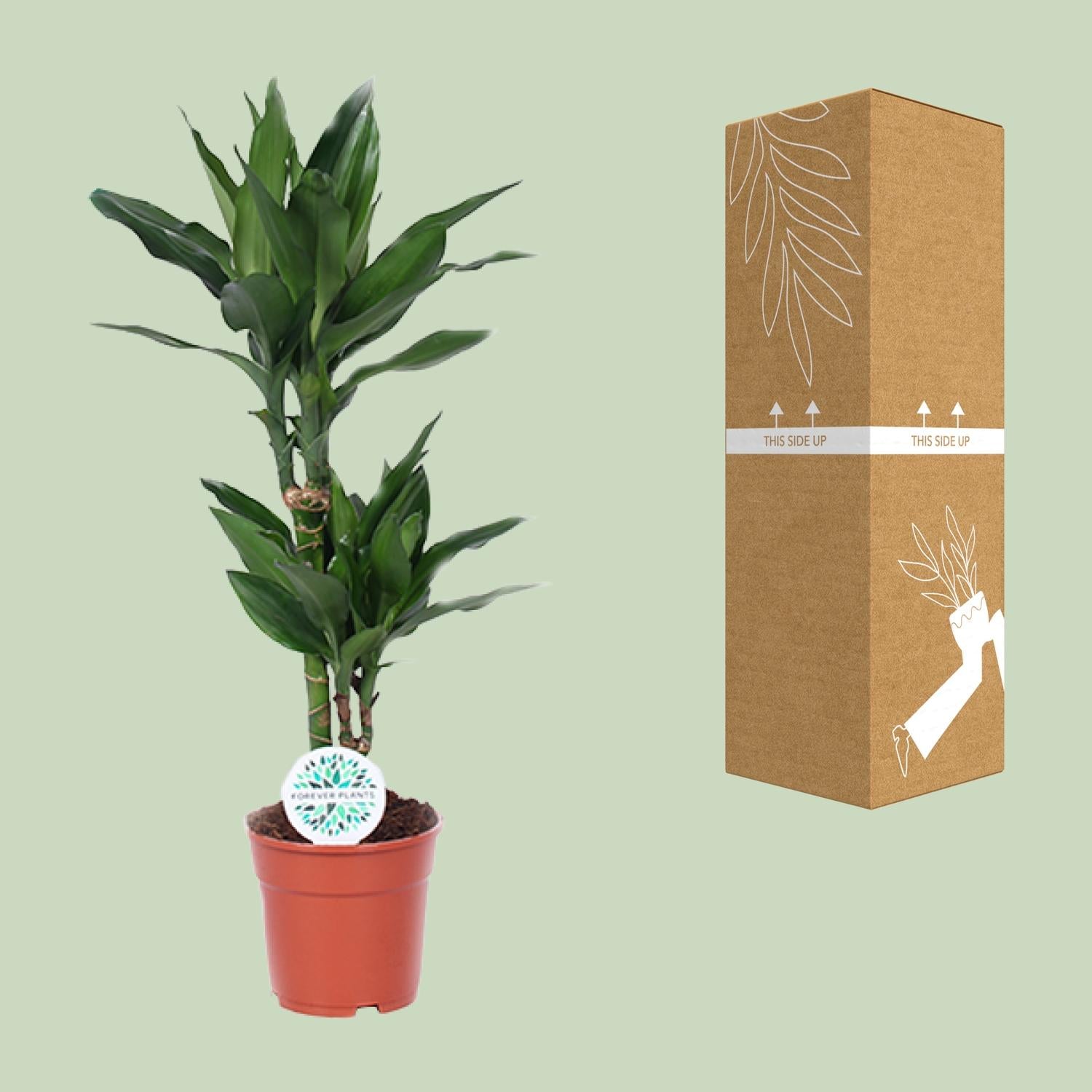 Dracaena Janet Lind – Drachenbaum - 70-130 cm