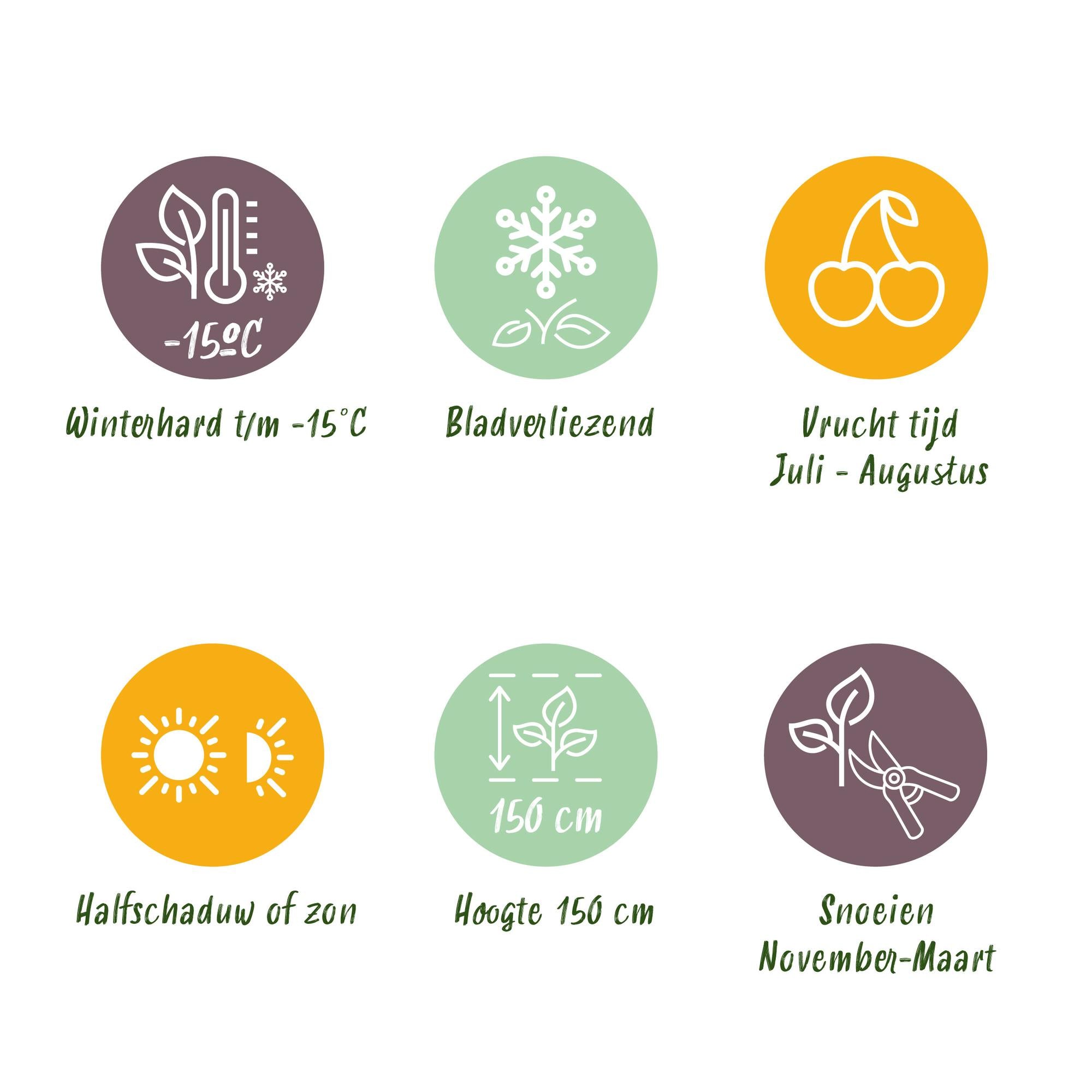 Torneløse brombær “Triple Crown” – 2 planter, 11 cm potte, ca. 40 cm