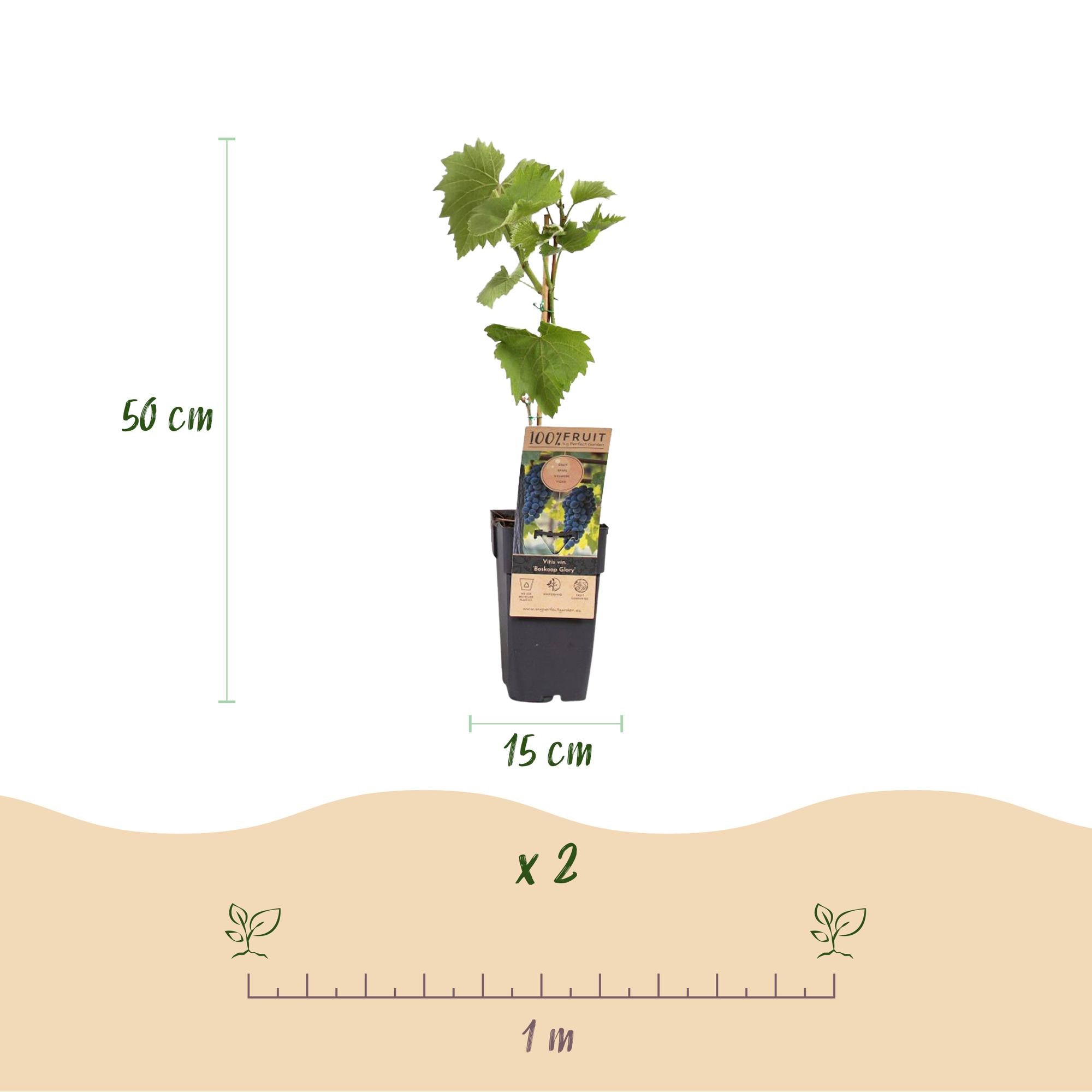 Blå drueplante 'Boskoop Glory' – Sæt med 2 stk., 15 cm potte, 50 cm højde