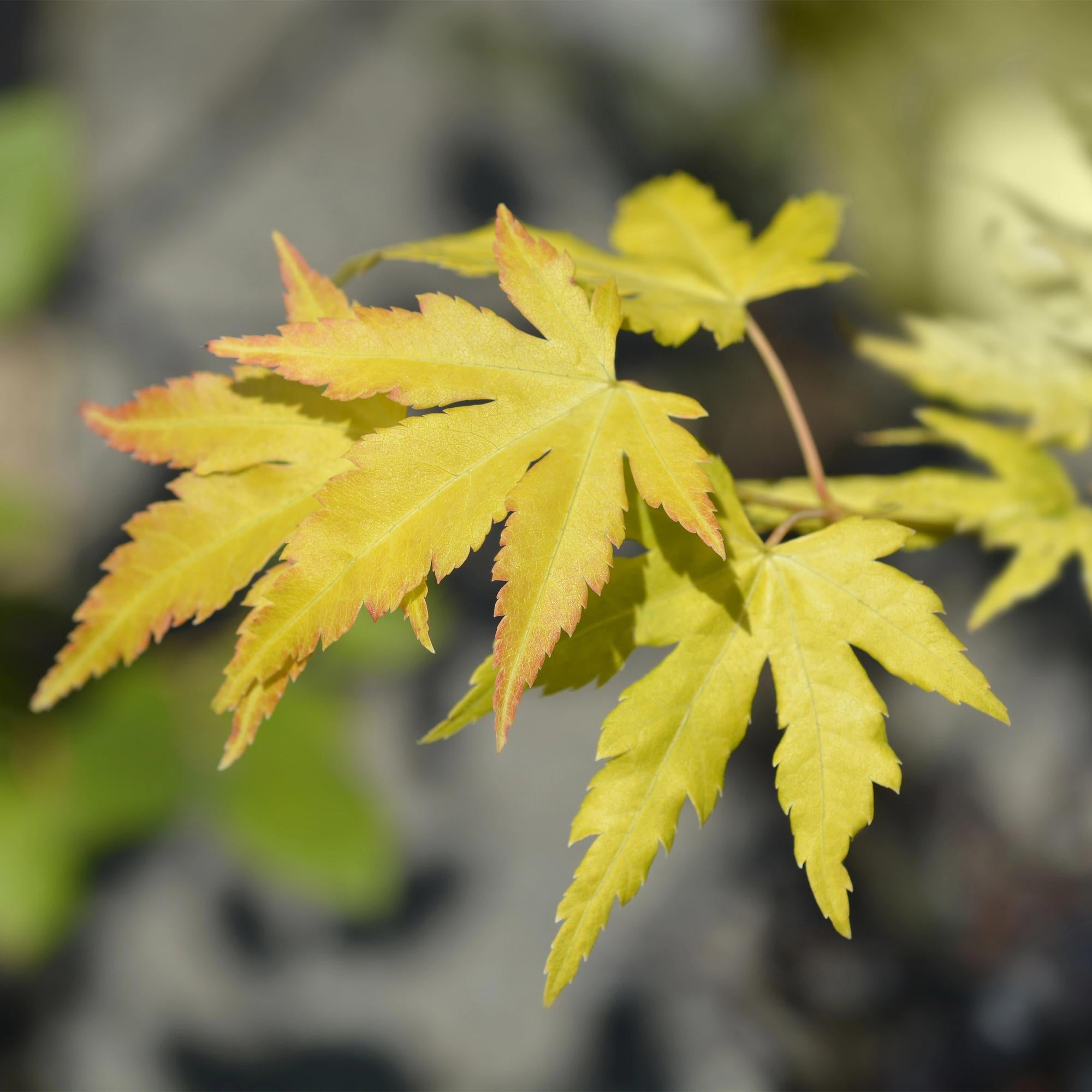Japansk ahorn – sorten 'Orange Dream', løvfældende, 19 cm potte, 70 cm høj