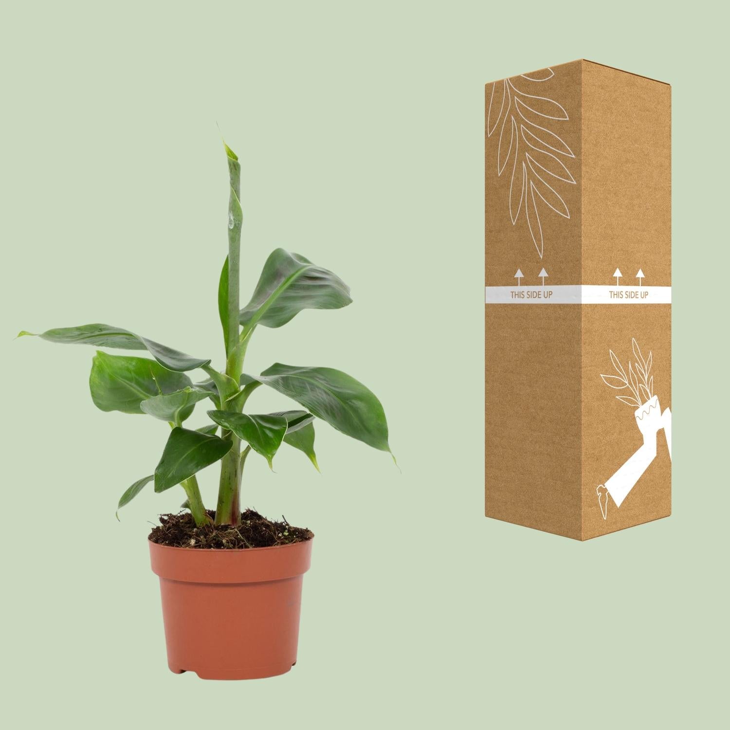 Musa Tropicana – Dværgbanan - 12 cm potte, 27 cm høj