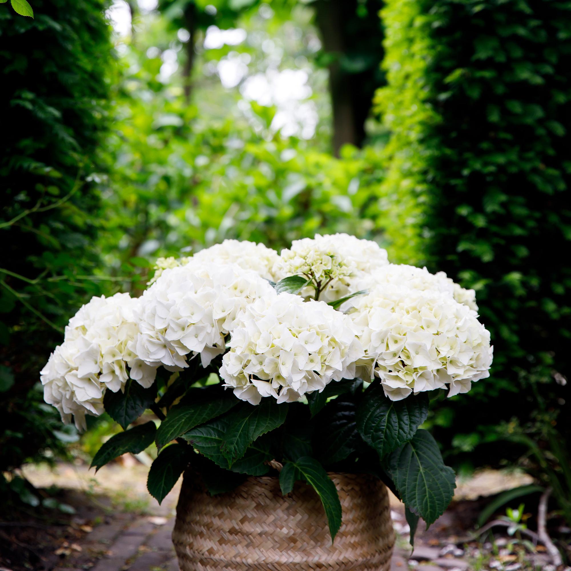 White Hydrangea 'Forever & Ever' – compact balcony plant, 23 cm pot, 55 cm tall
