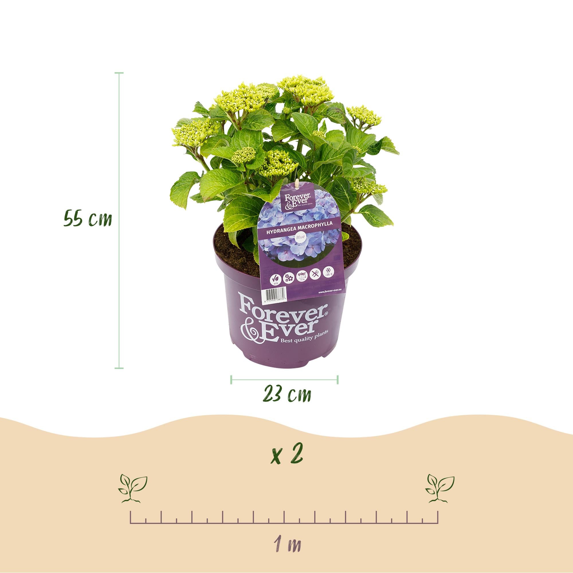 Hortensia 'Forever & Ever' Blå – Hortensia, 7-12 blomster – 23 cm potte, 55 cm høj