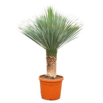 Yucca Rostrata – Blue Palm Lily - 80-160 cm