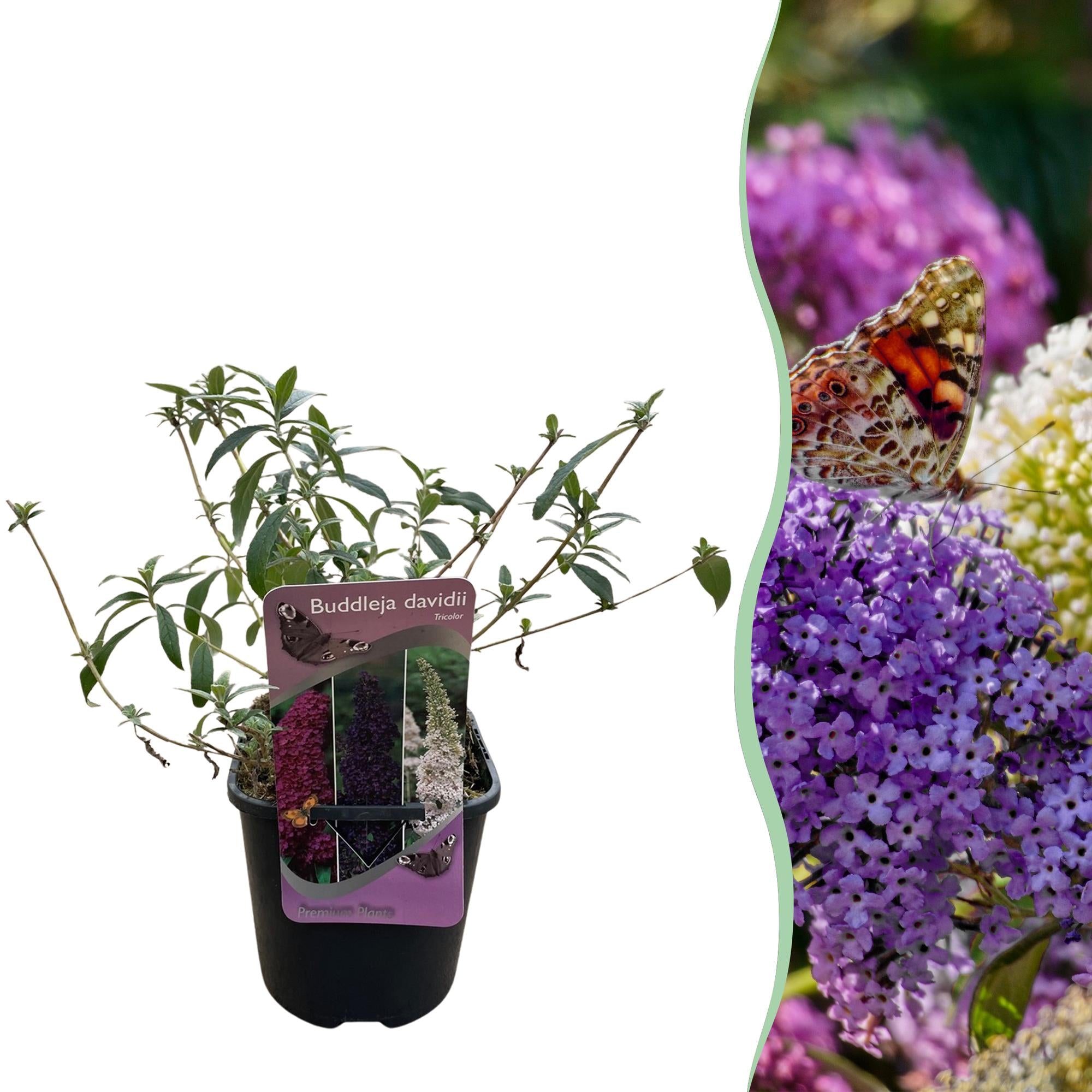 Sommerfuglebusk 'Tricolour' – løvfældende, trefarvede blomster, 17 cm potte, 30 cm høj