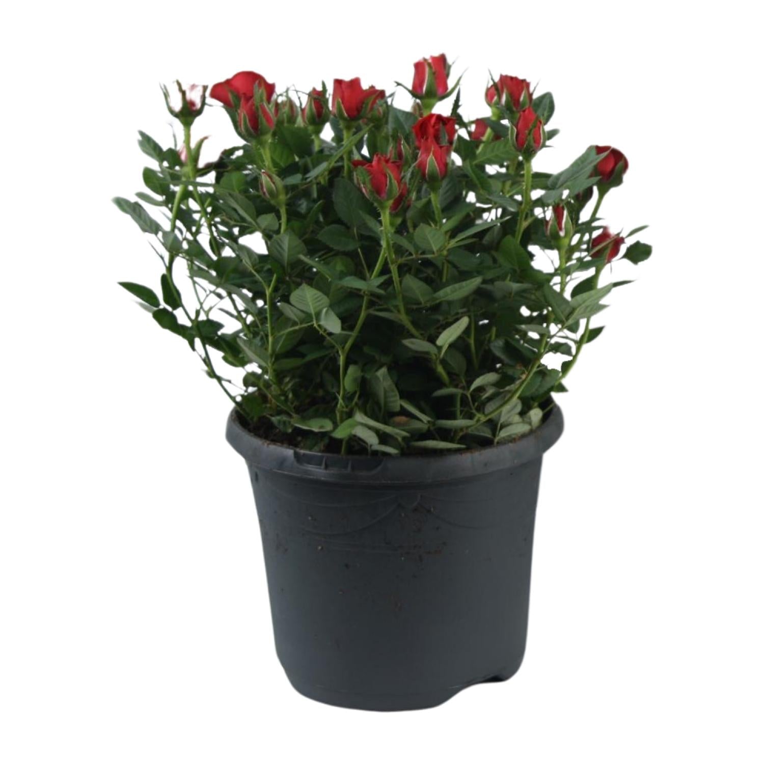 'Jewel Patio Hot' rose – abundant flowering, 17 cm pot, 30 cm tall