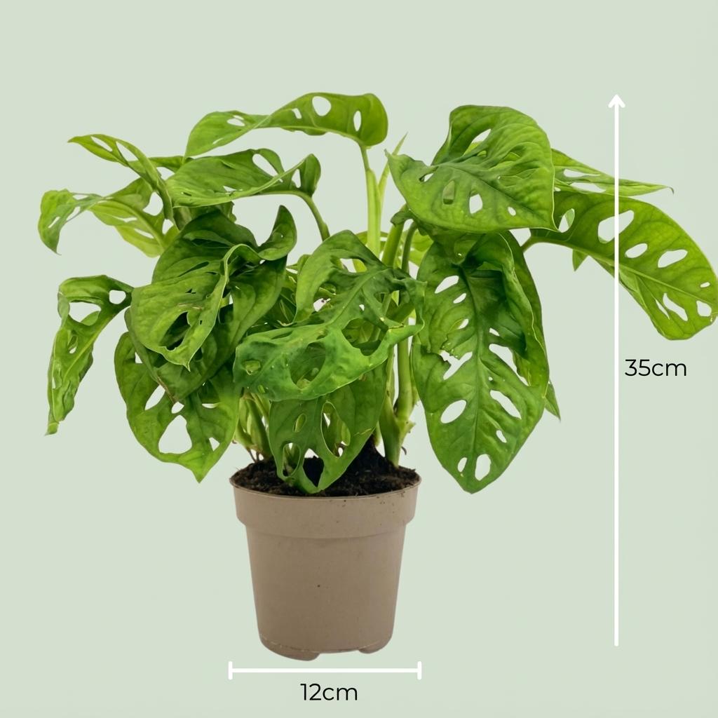 Monstera 'Monkey Mask' – klatre- og slyngplante, 12 cm potte, 25-35 cm højde