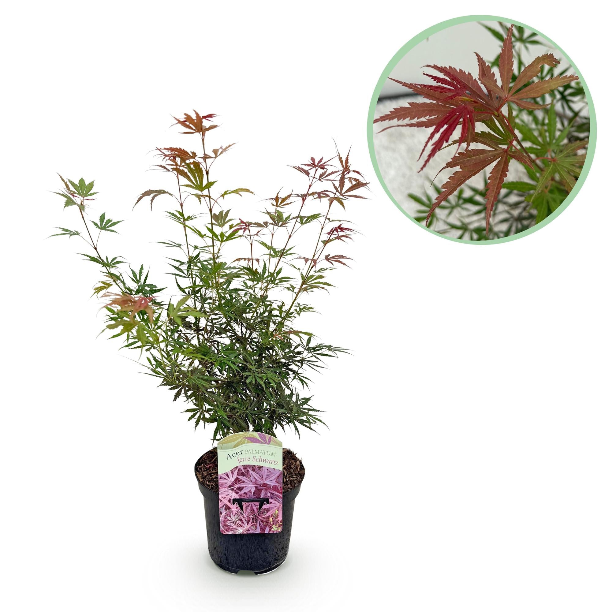 Japanese maple 'Jerre Schwartz' – compact ornamental maple, dark red foliage, 70 cm tall