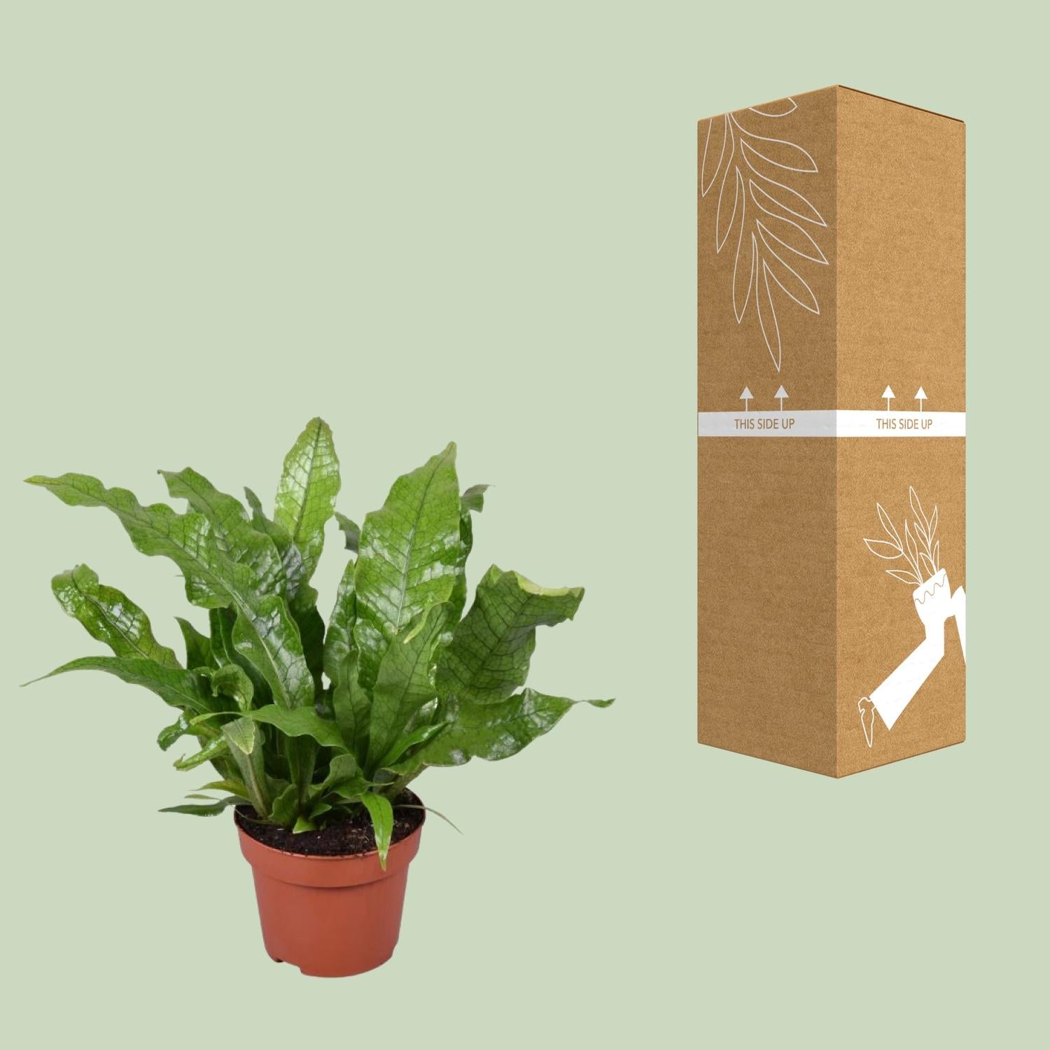 Microsorum Crocodyllus – Krokodilfarn - Ø12cm - ↕30cm