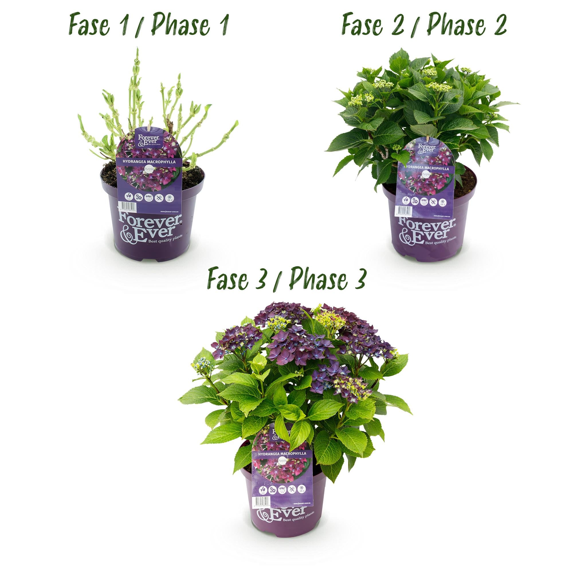 Hortensia 'Forever & Ever' Lilla – Hortensia, 7-12 blomster – 23 cm potte, 55 cm høj