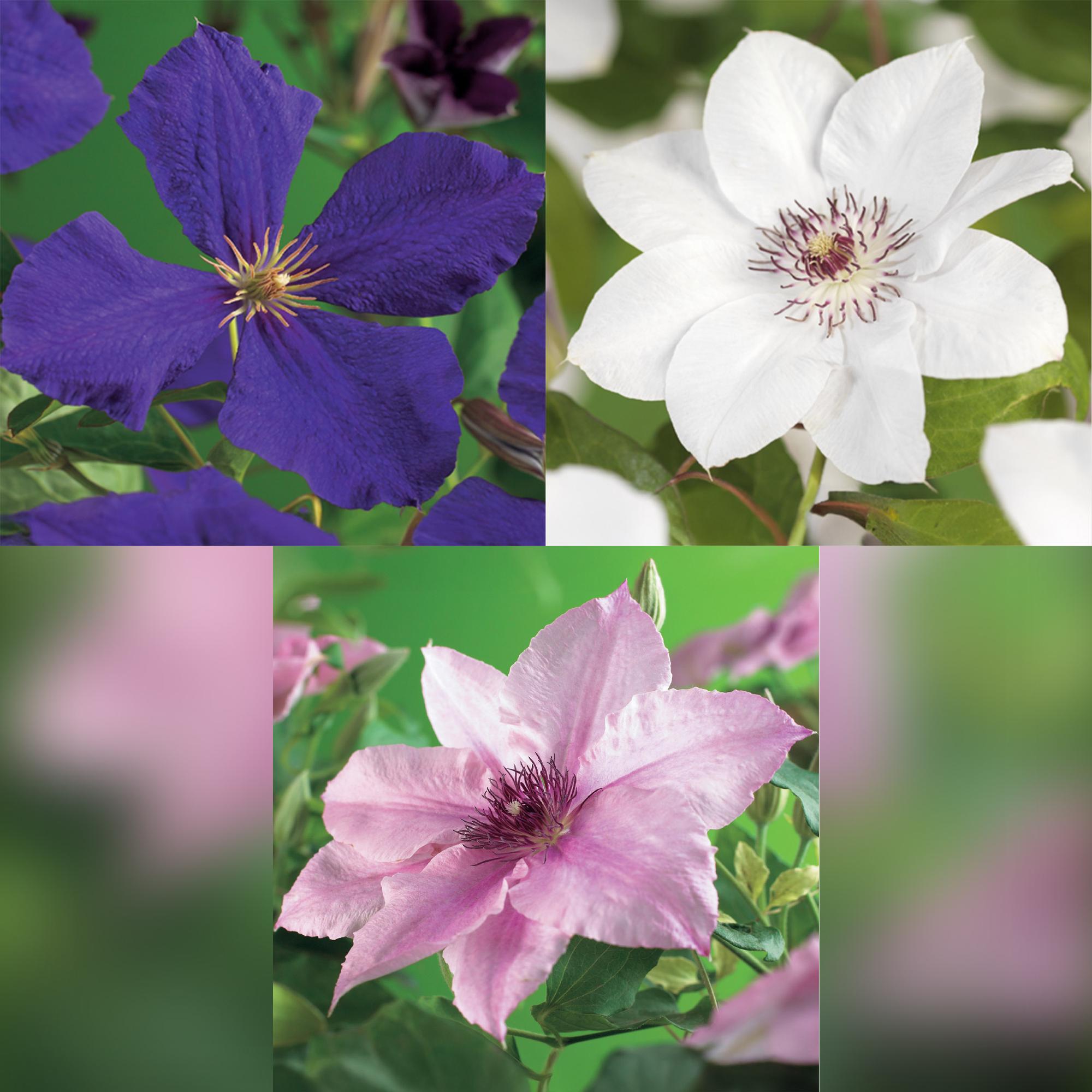 Klatreplante Clematis 'Tricolour' – Lyserød-hvid-lilla blomster, 3 planter, 11 cm potte, ca. 40 cm høj