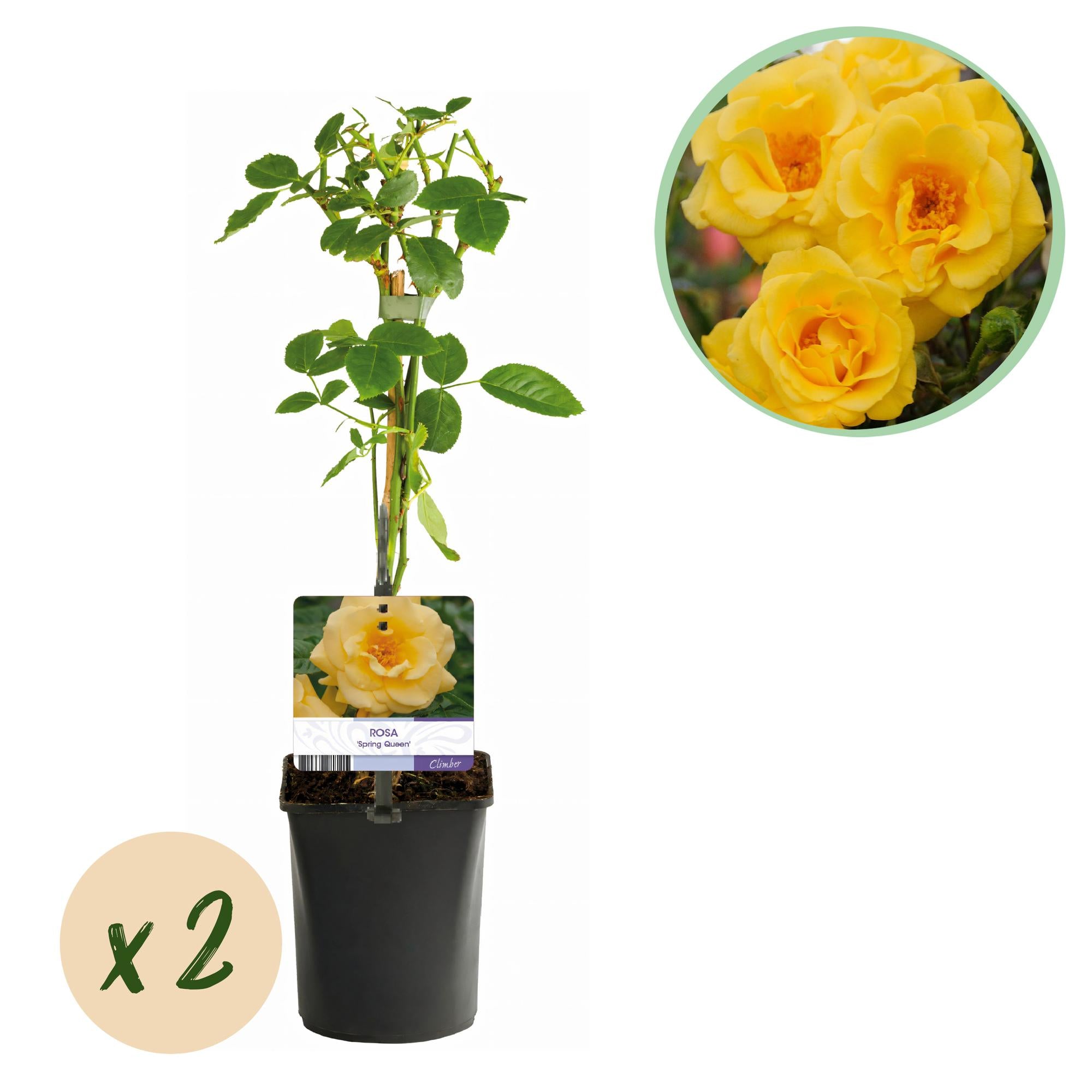 Klatrerose 'Spring Queen' – gule blomster, nem at passe, 2 planter, 11 cm potte, 40 cm høj
