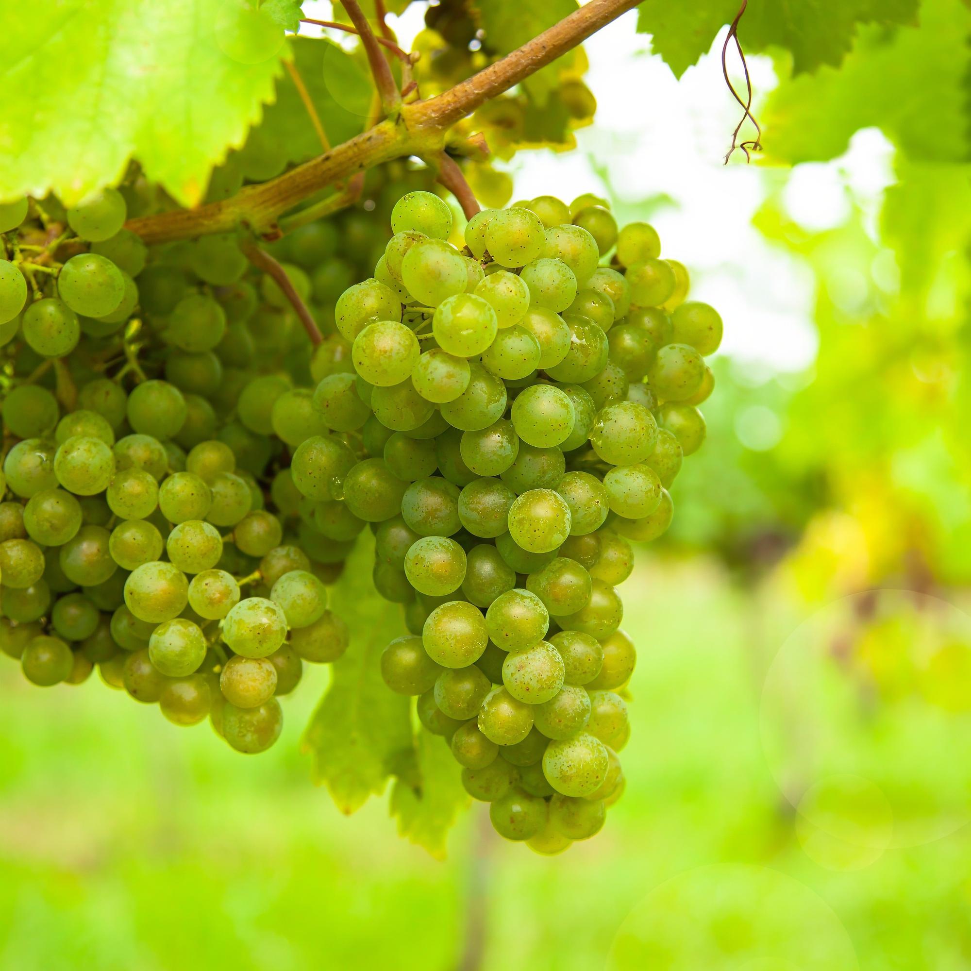 Hvid vindrueplante 'Frühzeit von der Laan' – 2 planter, 15 cm potte, ca. 50 cm høj