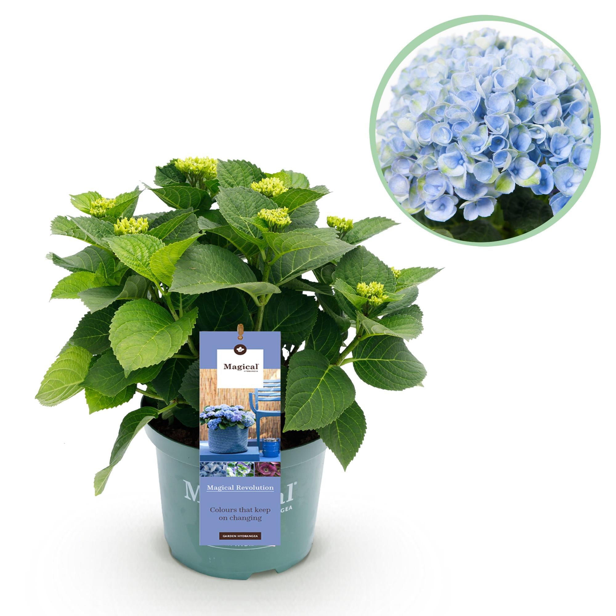 Hydrangea ‘Magical Revolution’ Blue – Hortensie, 6–10 Blüten – 23 cm Topf, 55 cm hoch