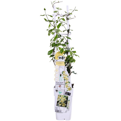 Jasmine 'Star of Toscana' – Trachelospermum, evergreen, 15 cm pot, 65 cm tall
