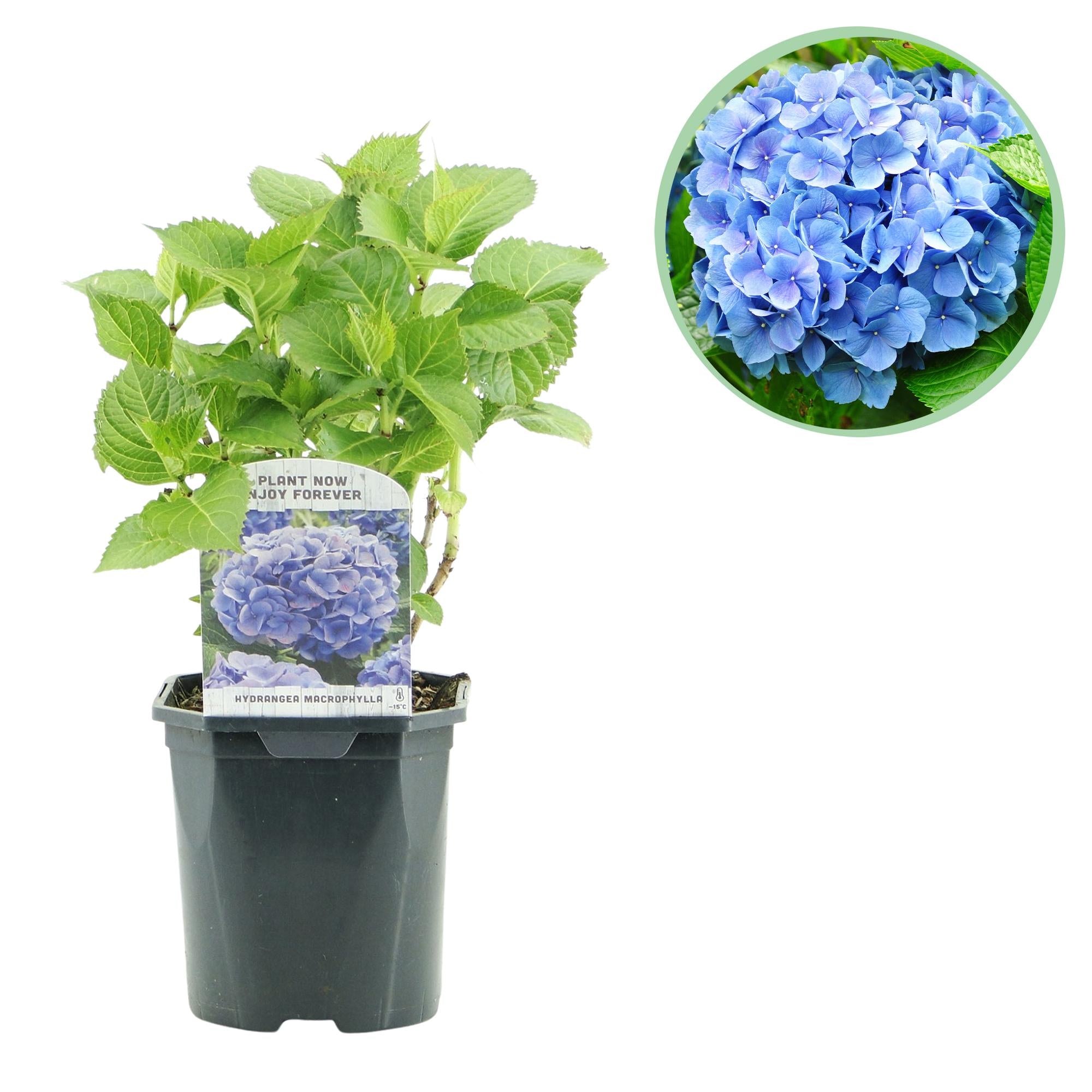 Hydrangea macrophylla – robuste Hortensie in mehreren Farben - 1 Pflanze, 17 cm Topf, 30 cm Höhe