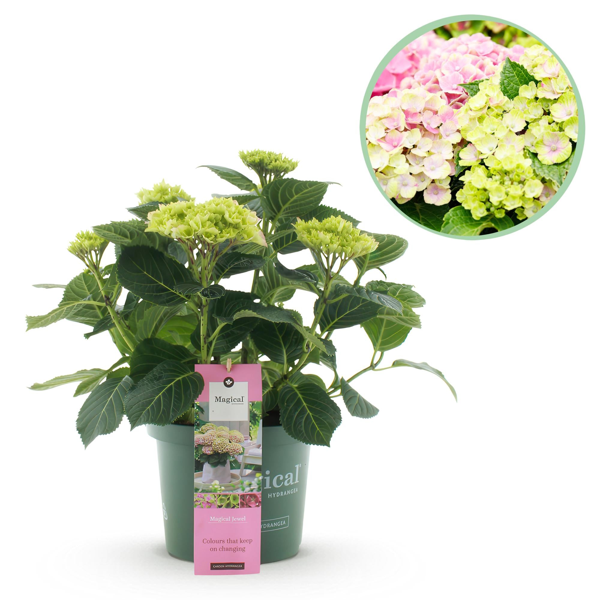 Hortensia 'Magical Jewel Pink' – lyserød hortensia til altan og have, 23 cm potte, 55 cm højde