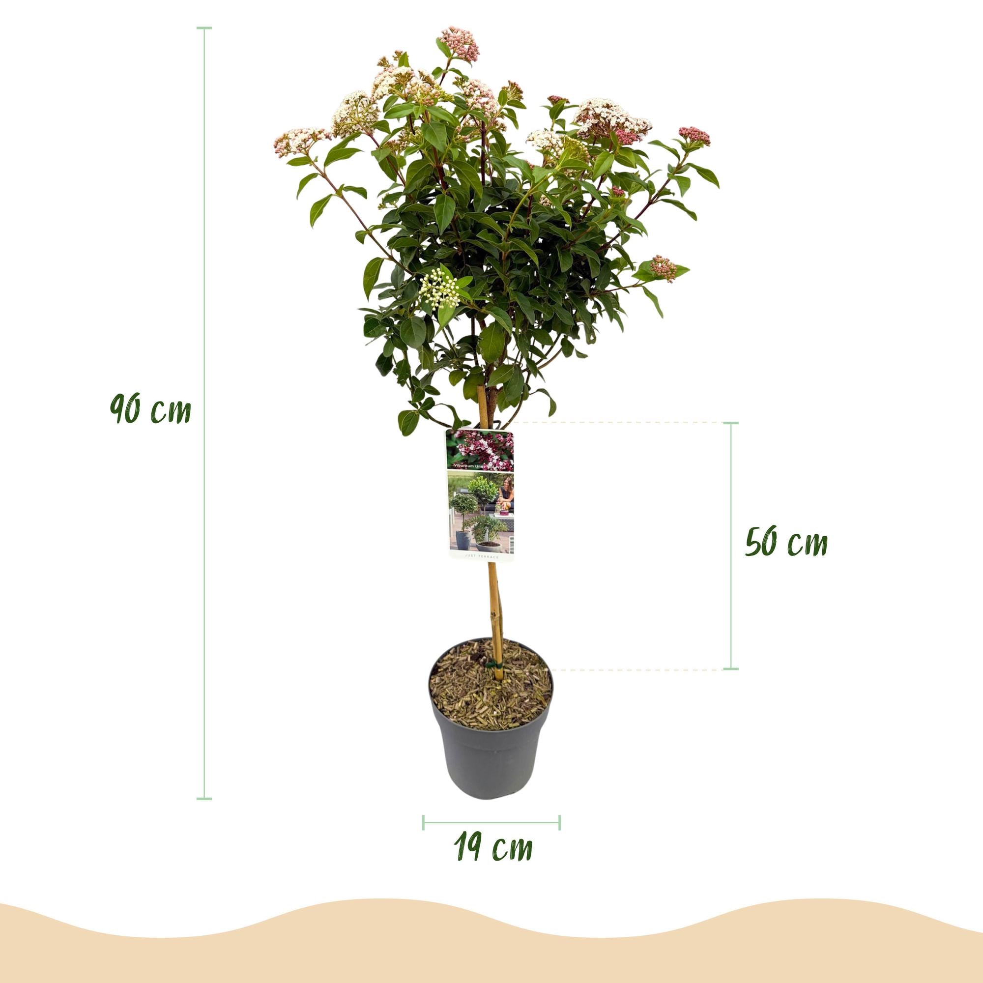 Immergrüne Stamm-Pflanze Viburnum tinus – weiß-rosa Blüte – Topf 19 cm, Höhe 90 cm
