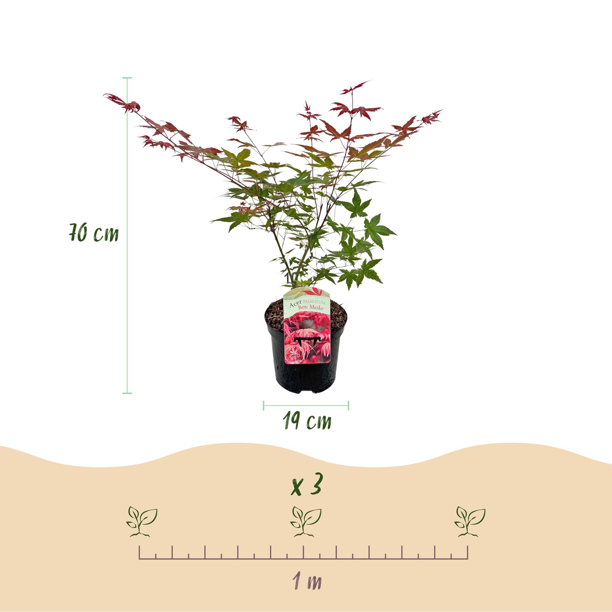 Acer Palmatum 'Beni Maiko' – Japanese maple, deciduous – 19 cm pot, 70 cm tall