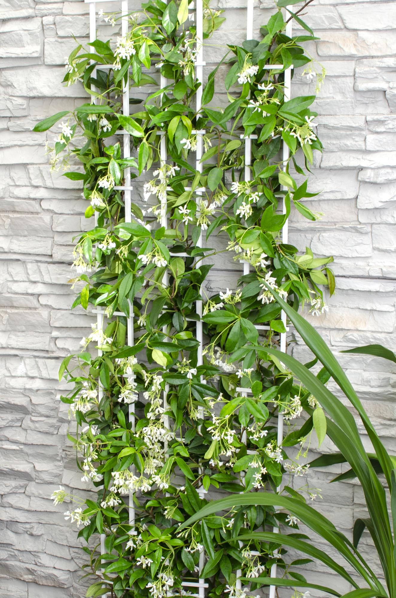 Trachelospermum ‘Star of Venice’ – immergrüner Jasmin, weiße Blüten, 15 cm Topf, 65 cm hoch