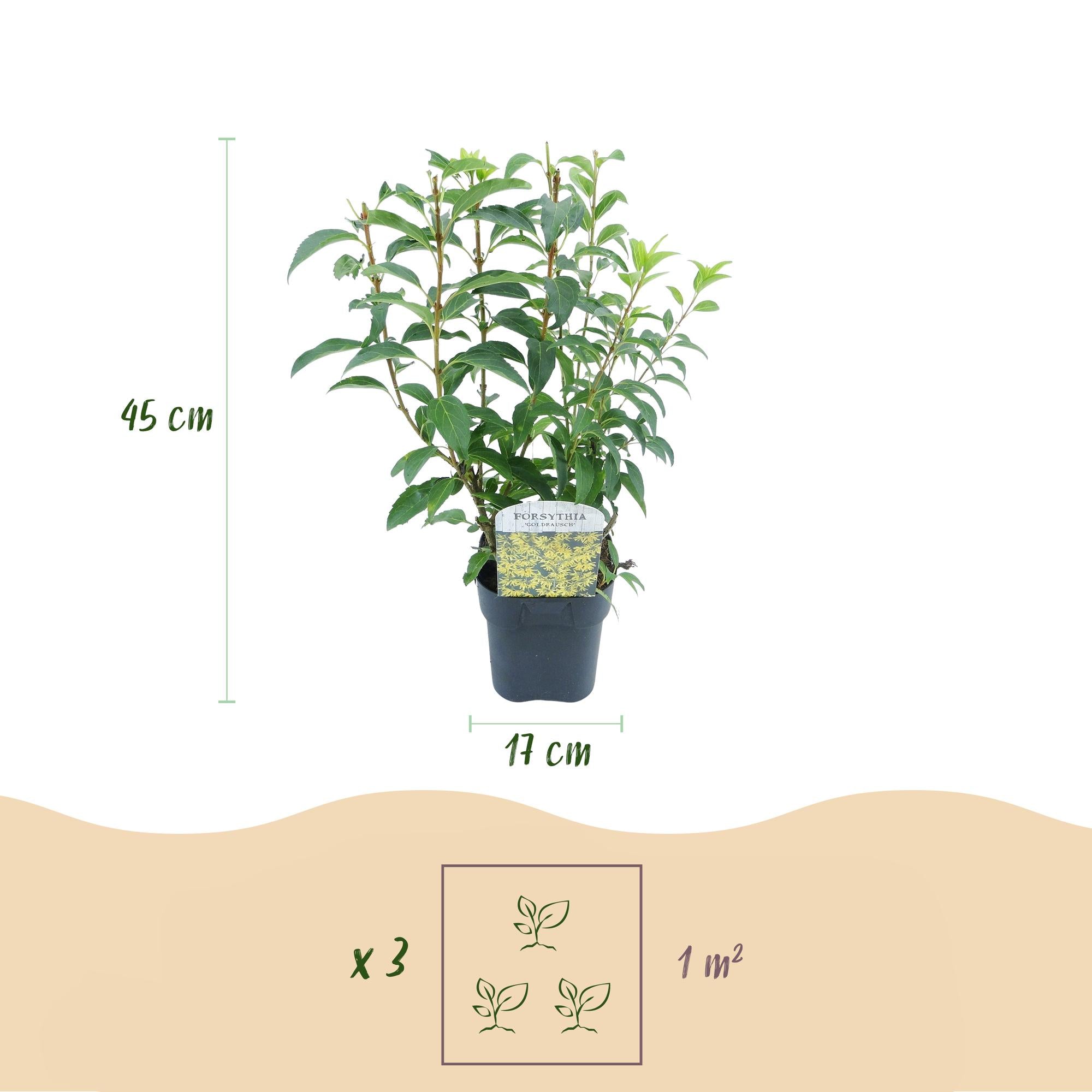 Forsythia 'Goldrauch' – gulblomstrende busk, 1 plante, 17 cm potte, 45 cm høj