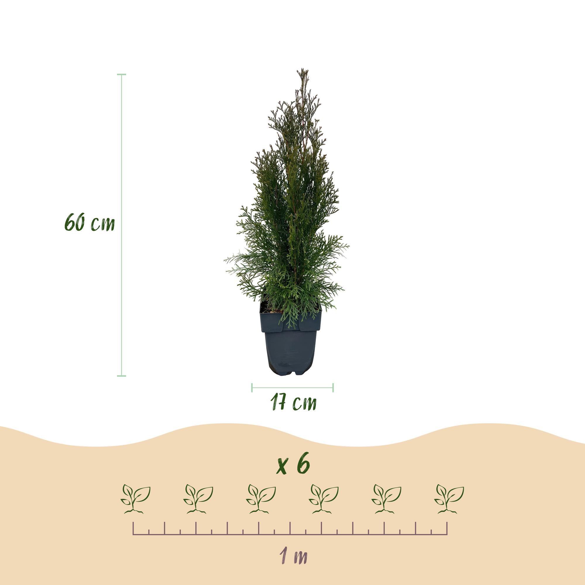 GreenboutiQ - Hækplanter - Thuja occidentalis Smaragd - Grønne blade - 6 planter - 1 løbende meter - Stedsegrøn - 17 cm potte, 60 cm højde