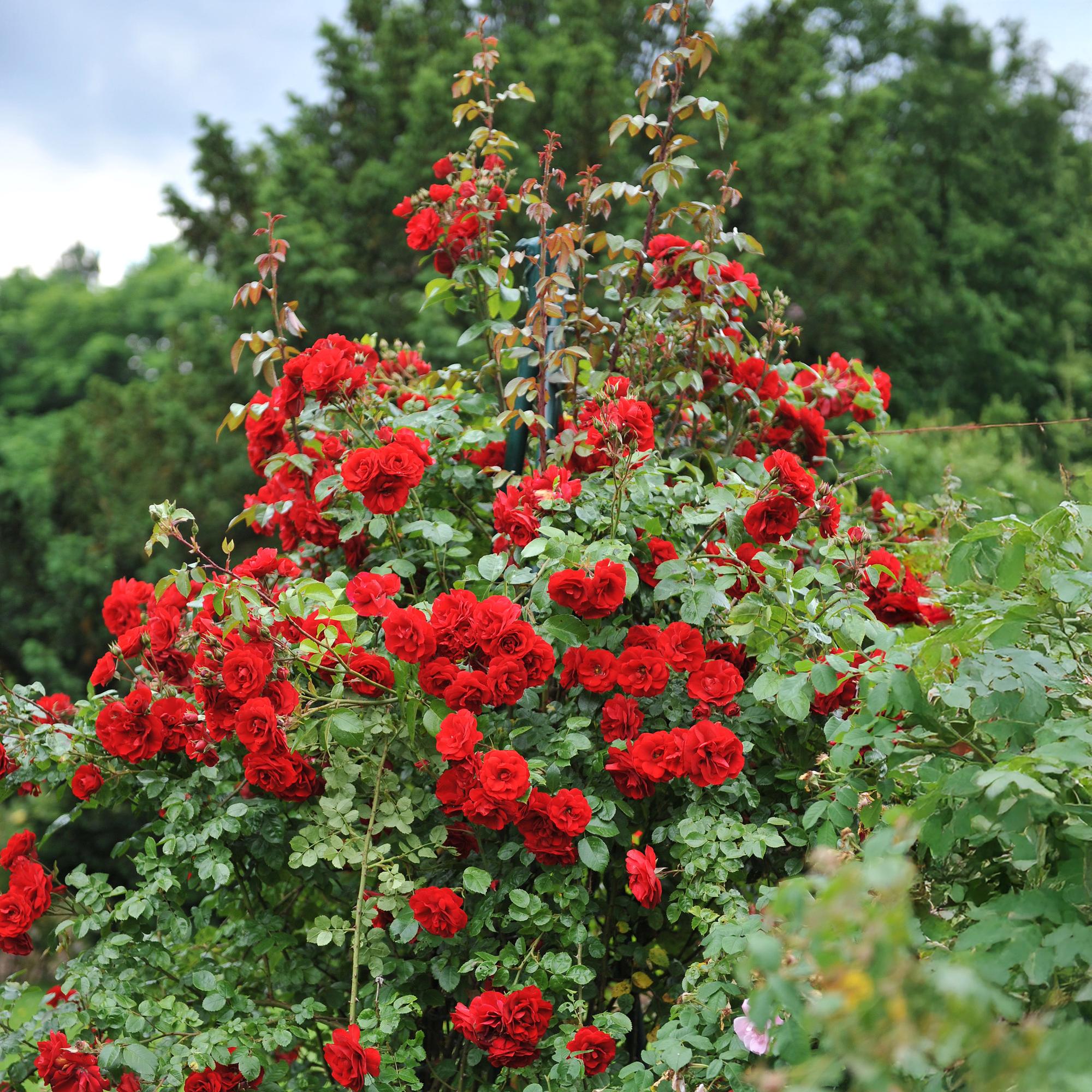 Klatrerose 'Red Climber' – rødblomstrende, robust sort, 2 planter, 11 cm potte, 40 cm
