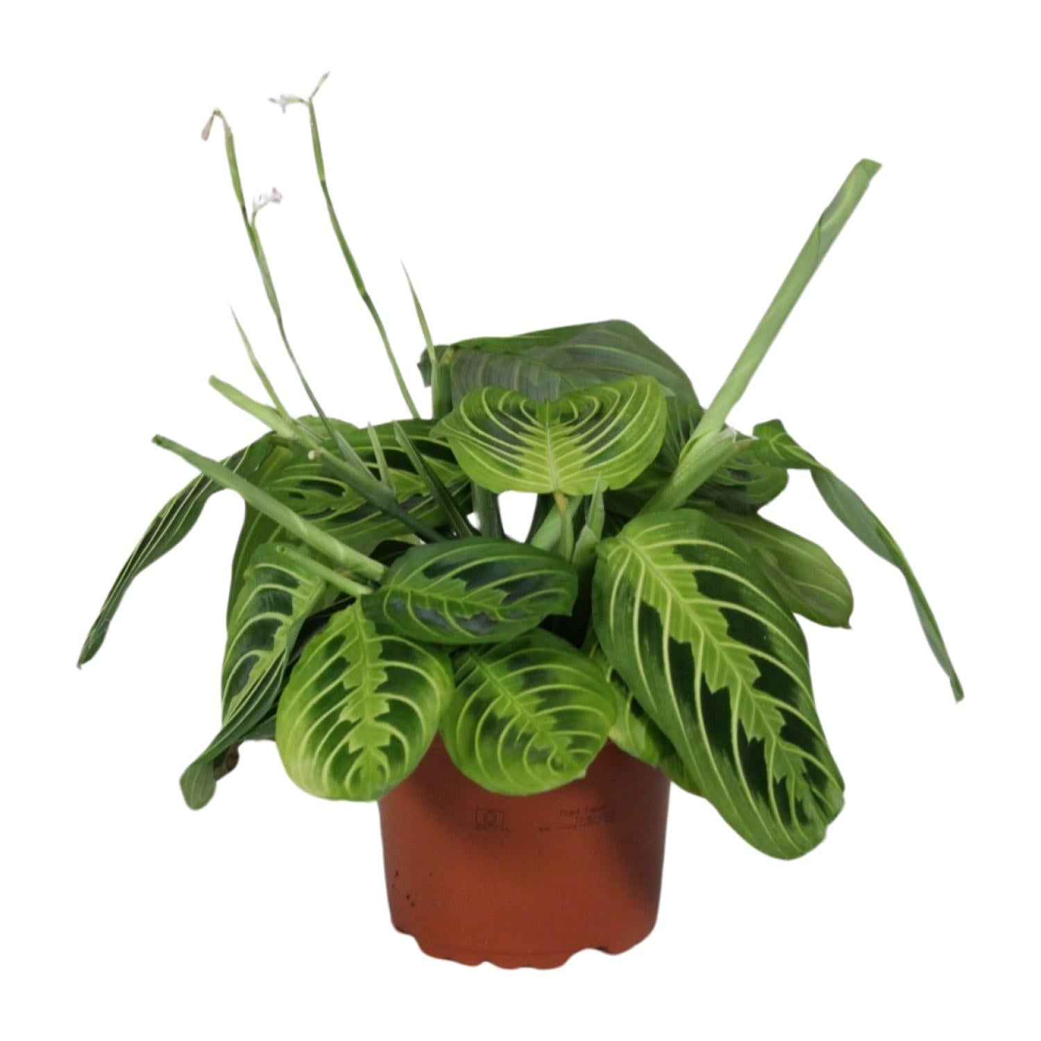 Maranta Leuconeura 'Fascinator Lemon Lime' – Pilrod – 12 cm potte, 30 cm høj
