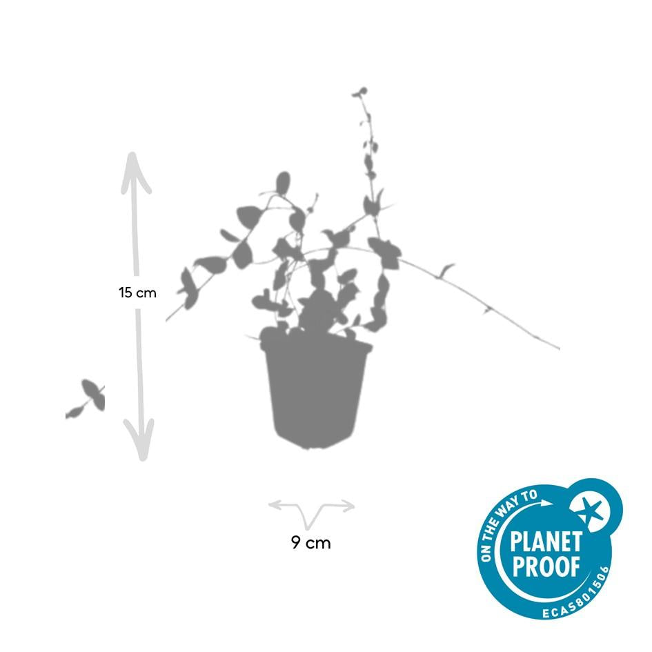 20x Vinca minor 'Blå og Guld' - ↕10-25cm - Ø9cm