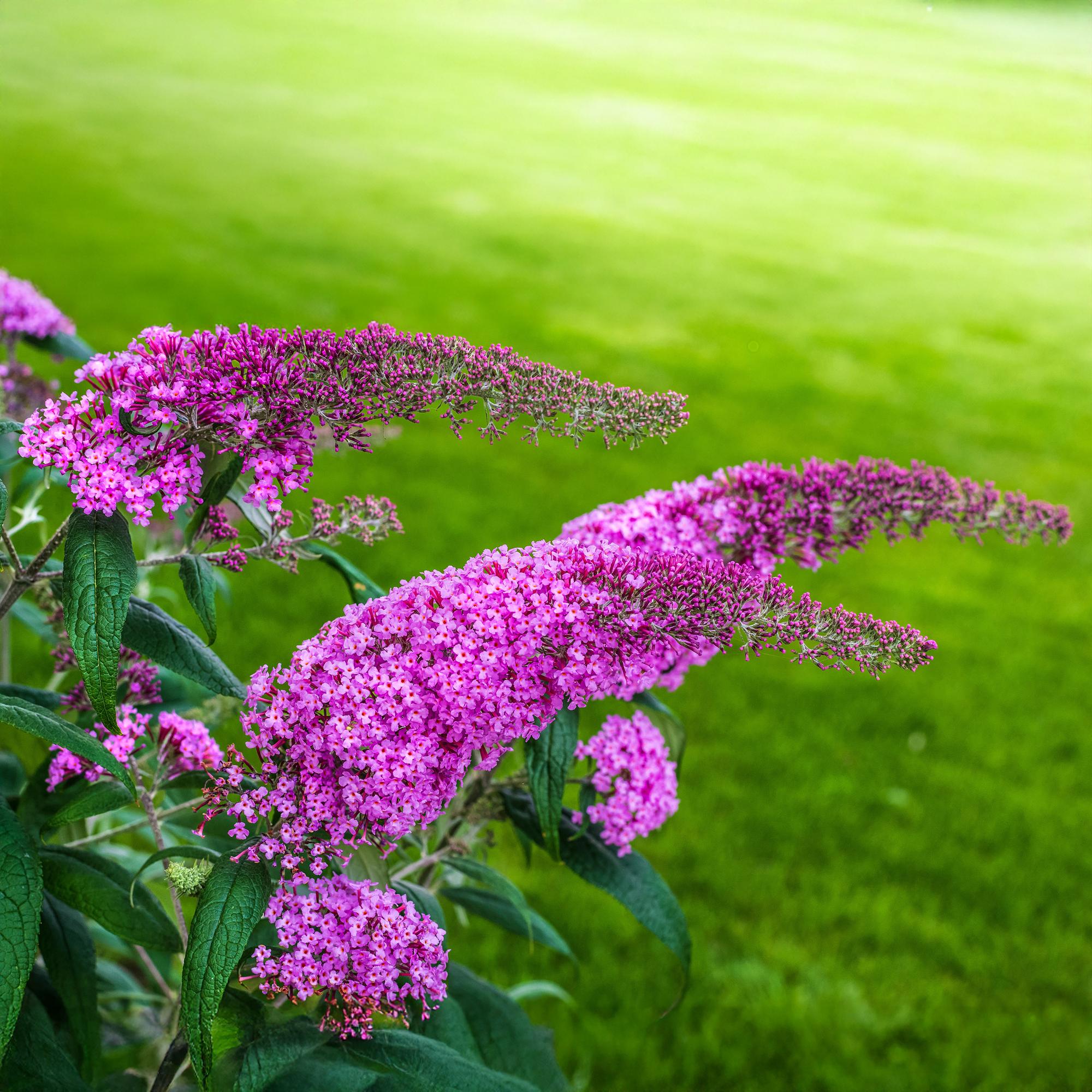 Buddleja davidii 'Pink Delight' – Sommerfuglebusk, løvfældende, 17 cm potte, 25 cm