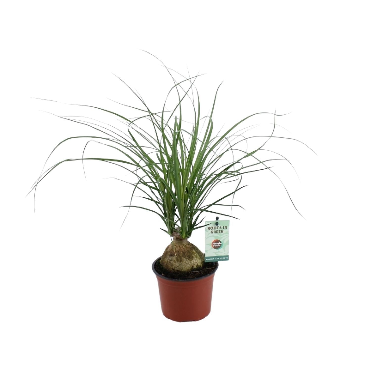 Beaucarnea Recurvata – Elefantfod - 12 cm potte, 45 cm høj