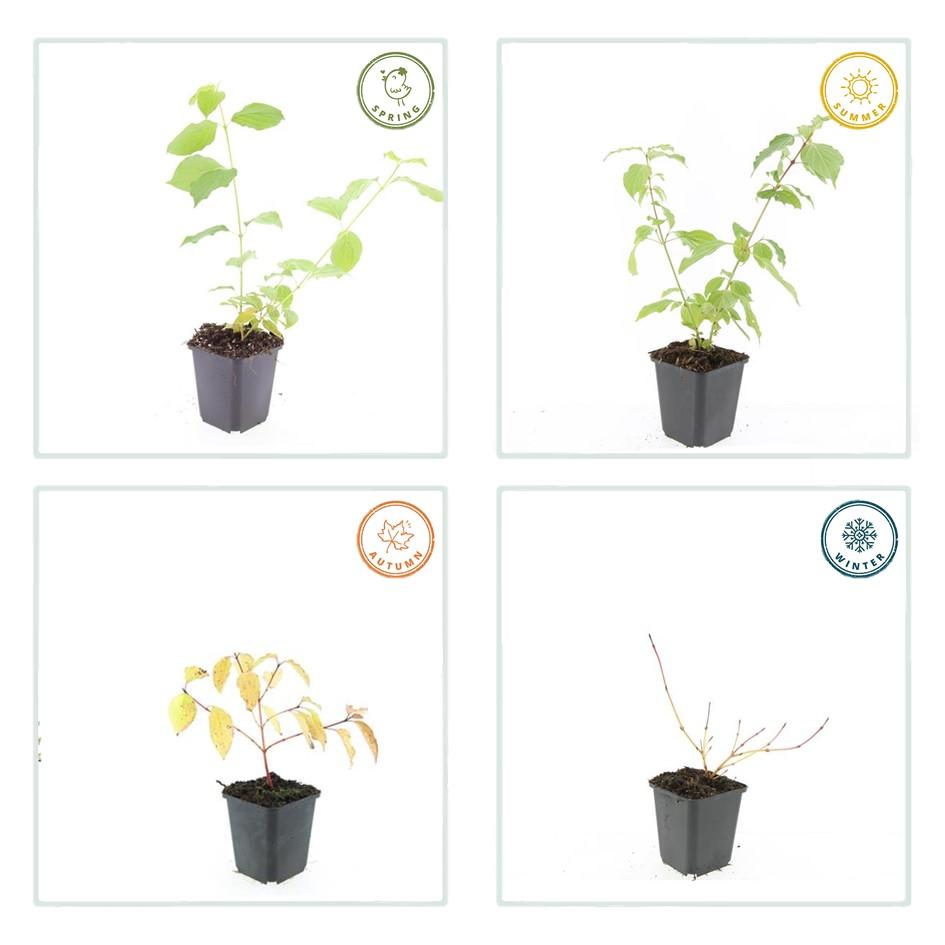 12x Cornus sang. 'Annys vinterappelsin' - ↕10-25cm - Ø9cm