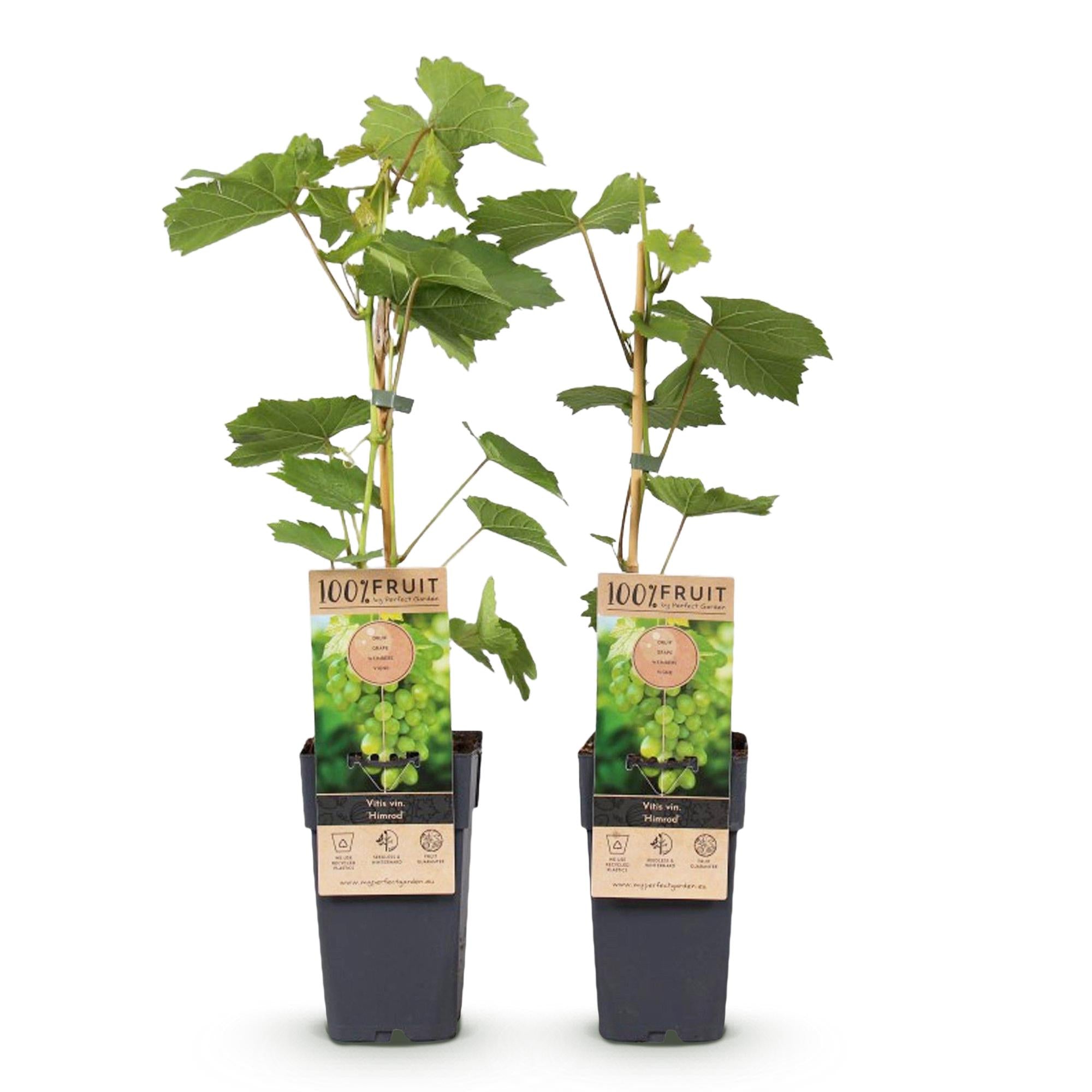 Vitis vinifera 'Himrod' – kernefri hvid spisedrue, 2 planter, 15 cm potte, 50 cm højde