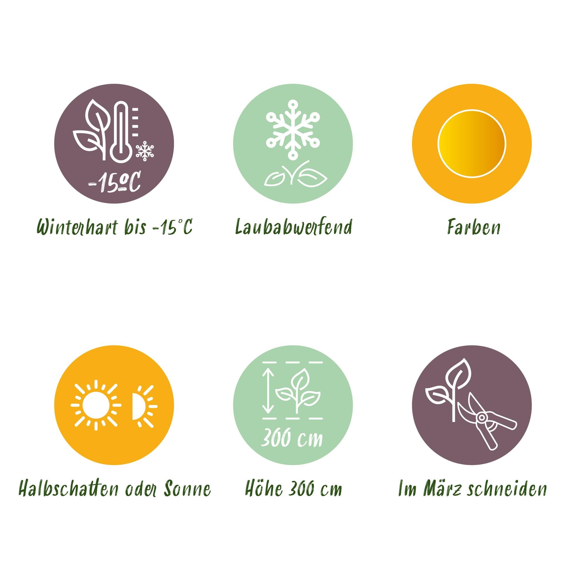 Acer Palmatum 'Summergold' – japansk ahorn, løvfældende – 19 cm potte, 70 cm høj