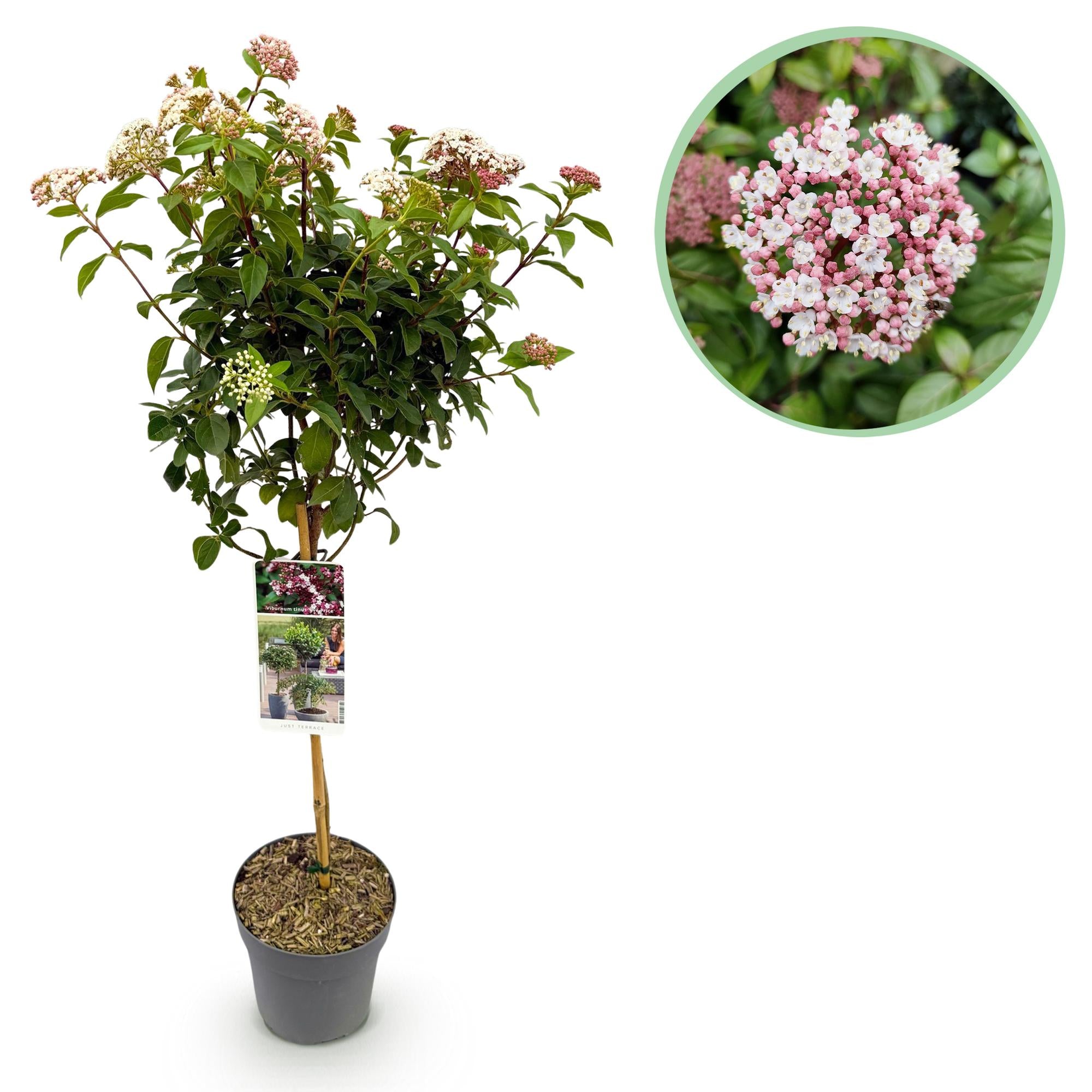 Viburnum tinus 'Eve Price' standard – terrasseplante, hårdfør, 19 cm potte, 90 cm høj