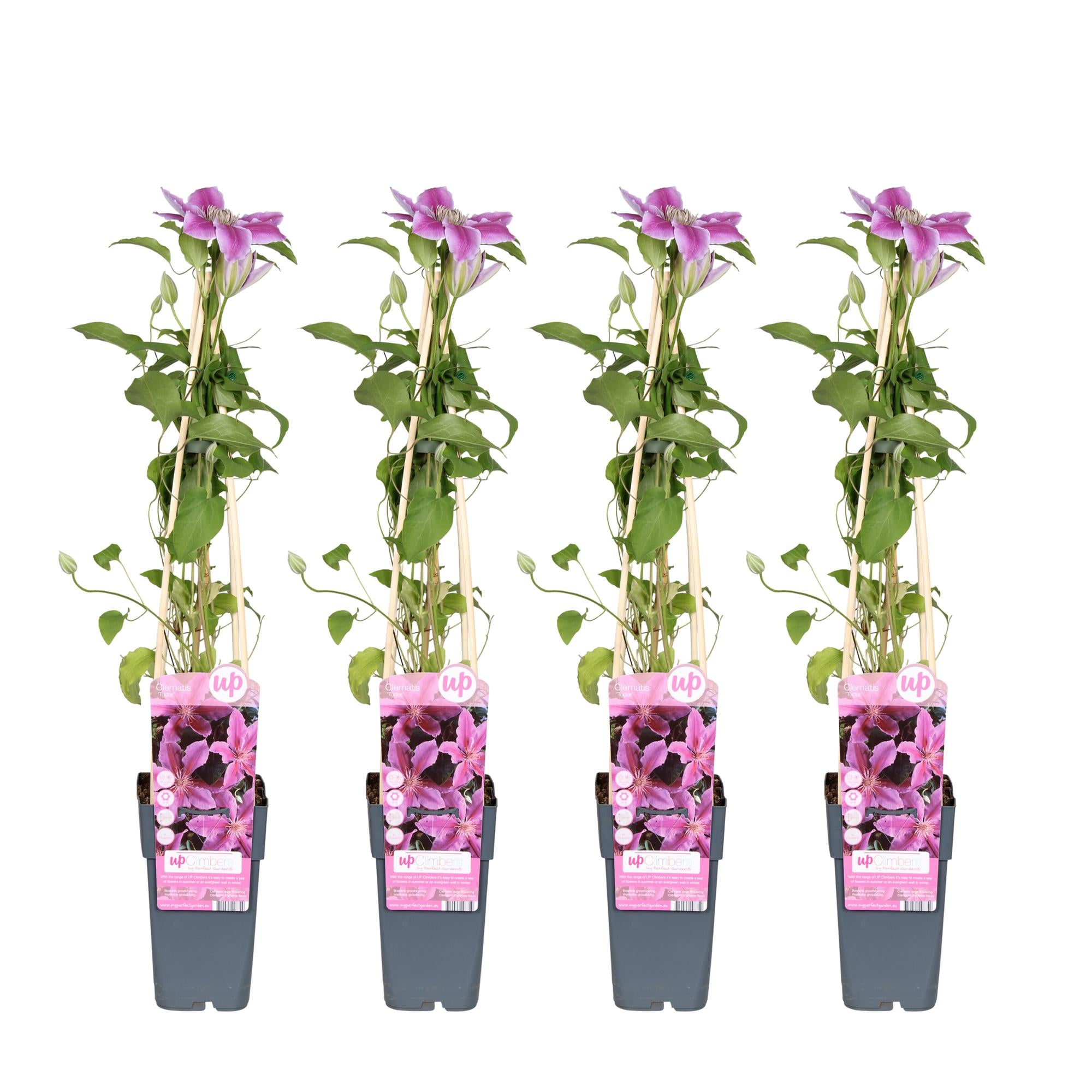 Klematis 'Tudor' – rigtblomstrende sort, 15 cm potte, 65 cm høj