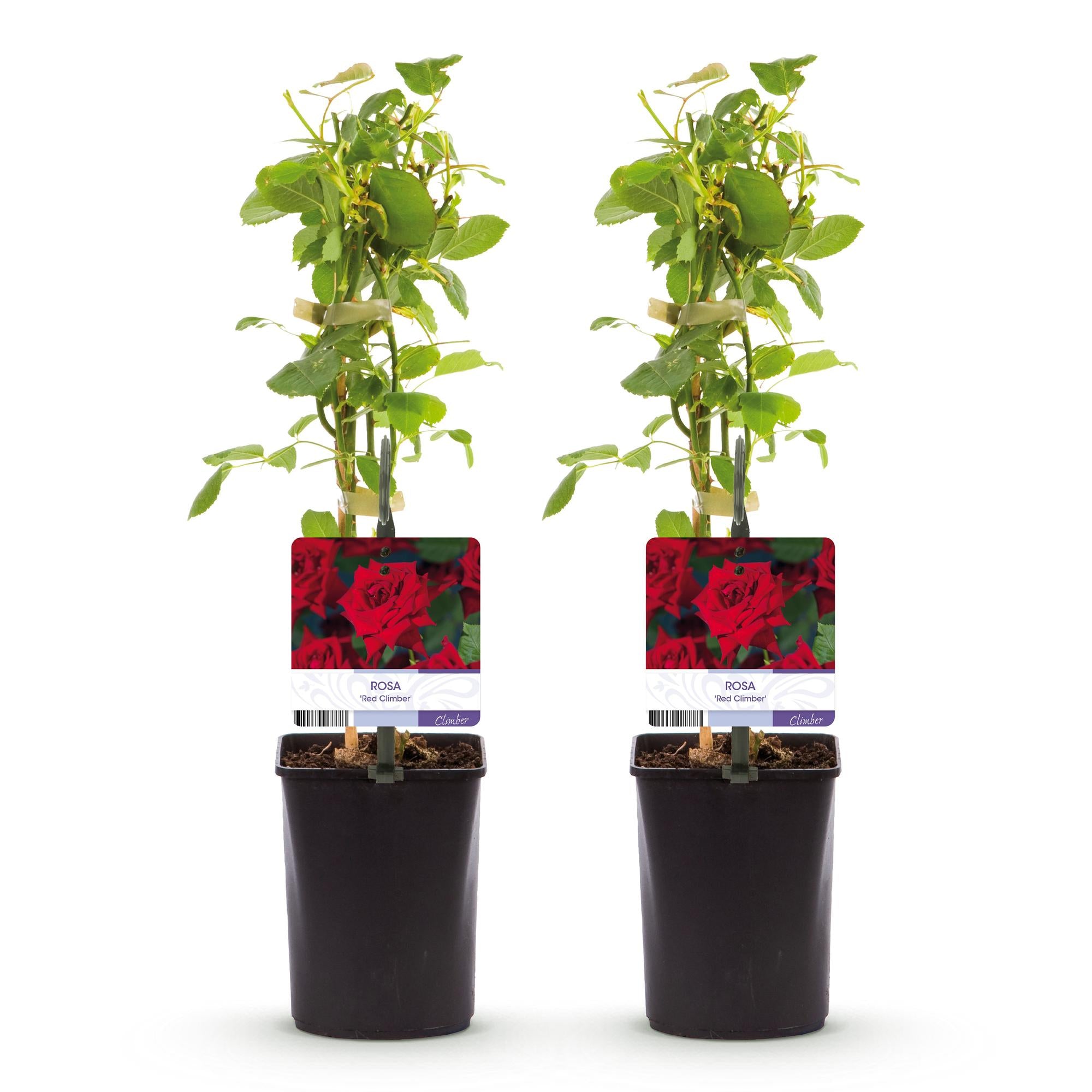 Klatrerose 'Red Climber' – rødblomstrende, robust sort, 2 planter, 11 cm potte, 40 cm