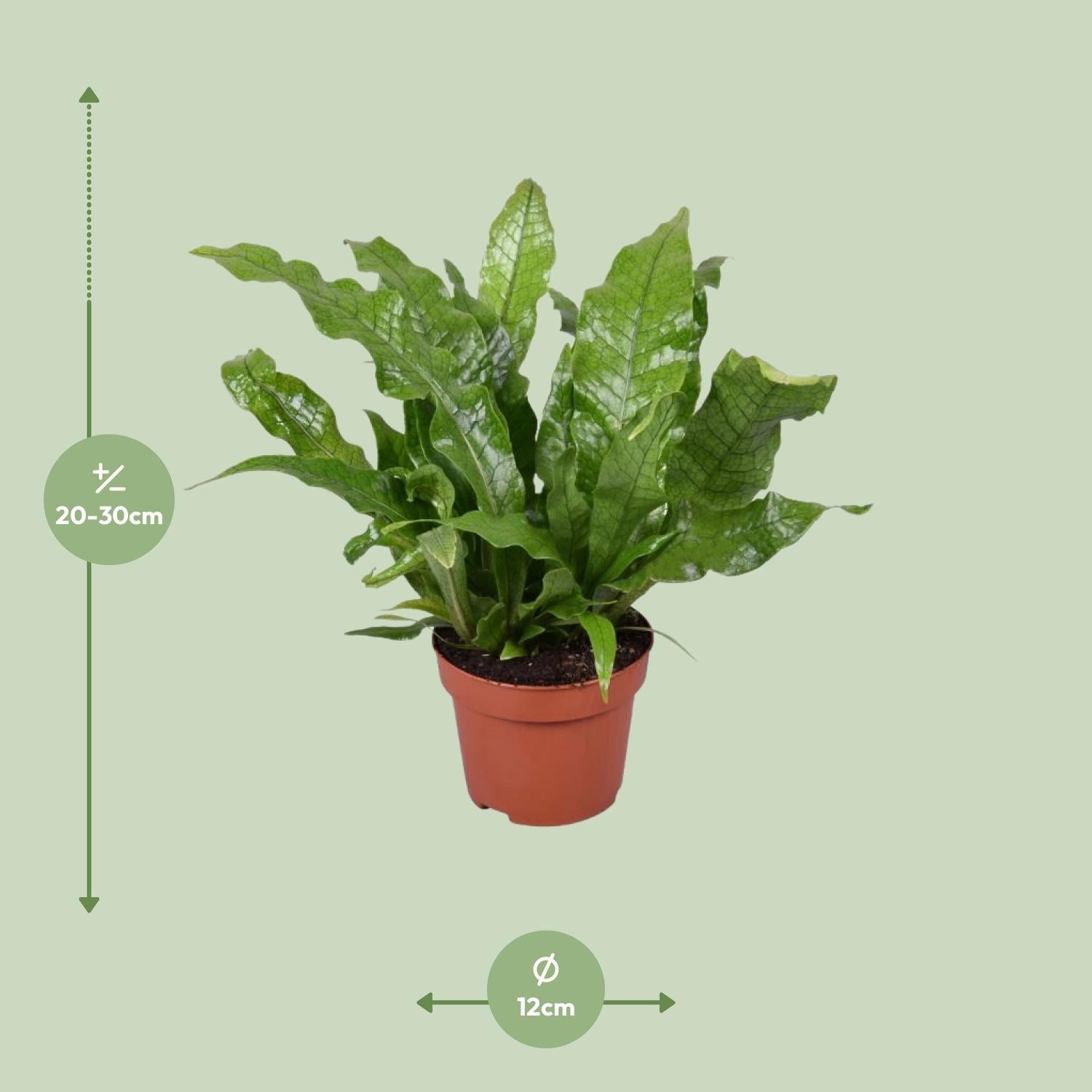 Microsorum Crocodyllus – Krokodilfarn - Ø12cm - ↕30cm