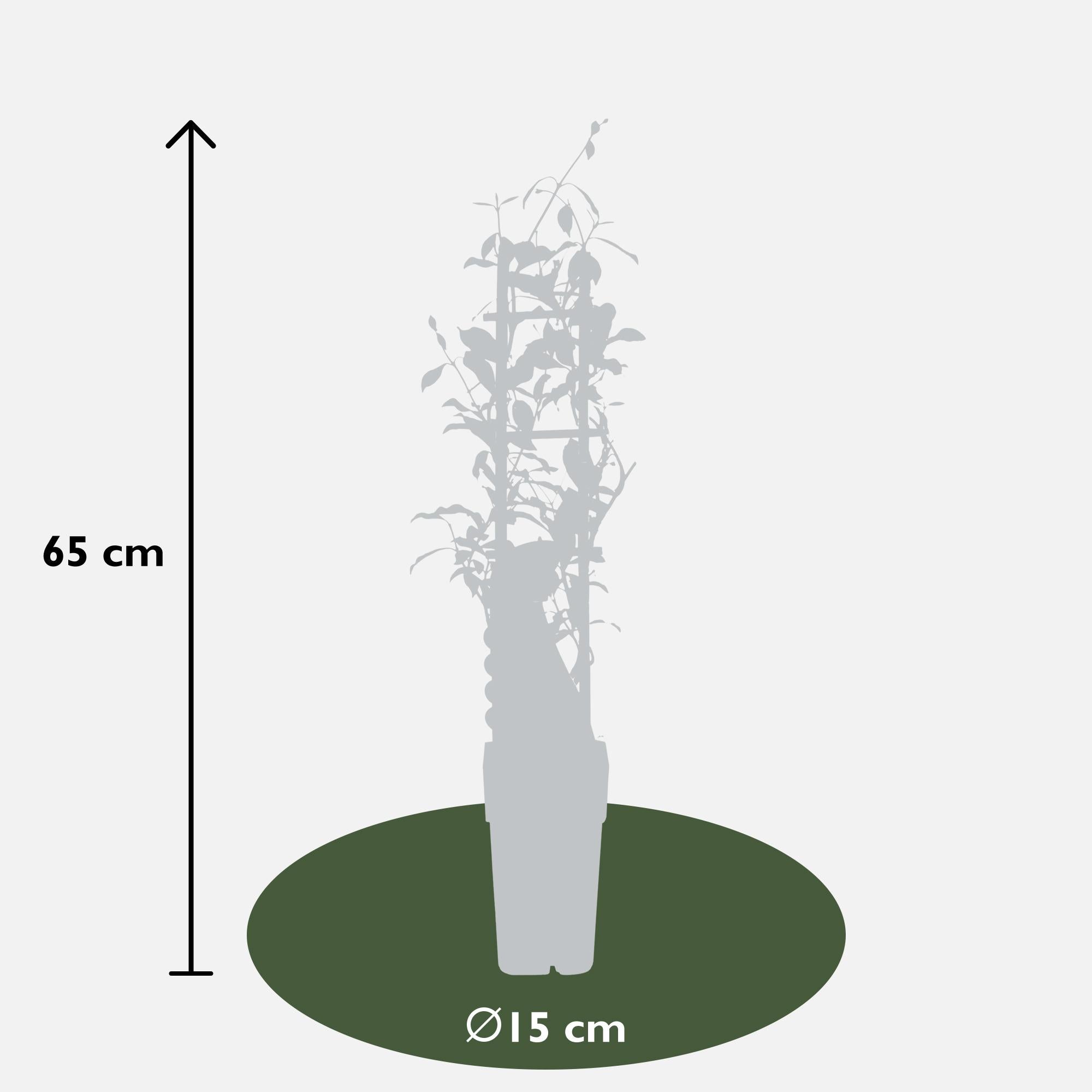 Tuscan Jasmine 'Star of Ibiza' – pink flowers, evergreen, 15 cm pot, 65 cm tall