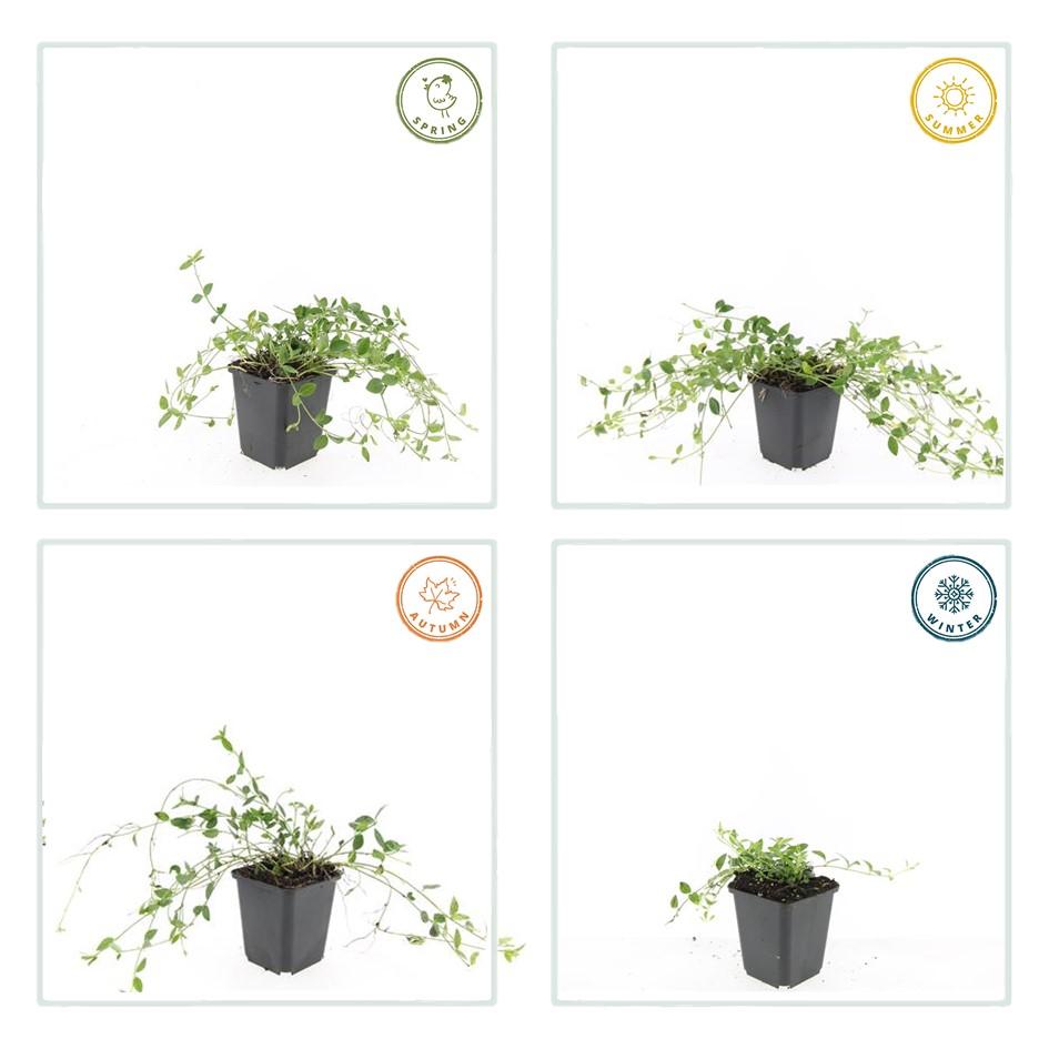 20x Vinca minor 'Gertrude Jekyll' - ↕10-25cm - Ø9cm