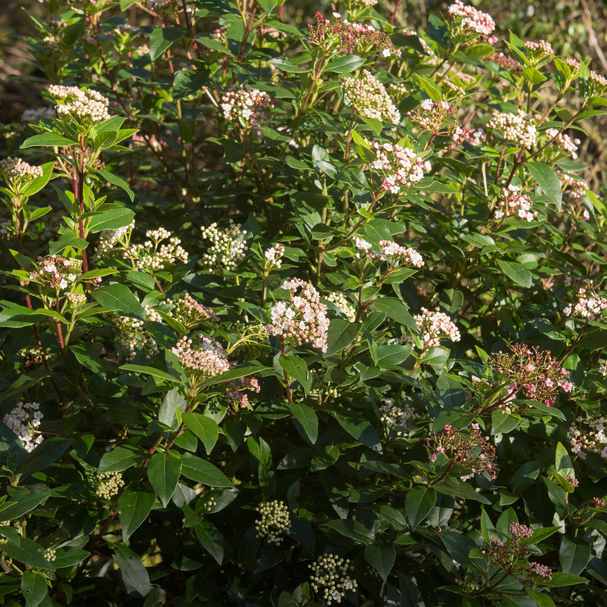 Viburnum tinus 'Eve Price' standard – terrasseplante, hårdfør, 19 cm potte, 90 cm høj