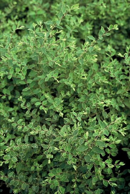 20x Symphoricarpos kap. 'Hancock' - ↕10-25cm - Ø9cm