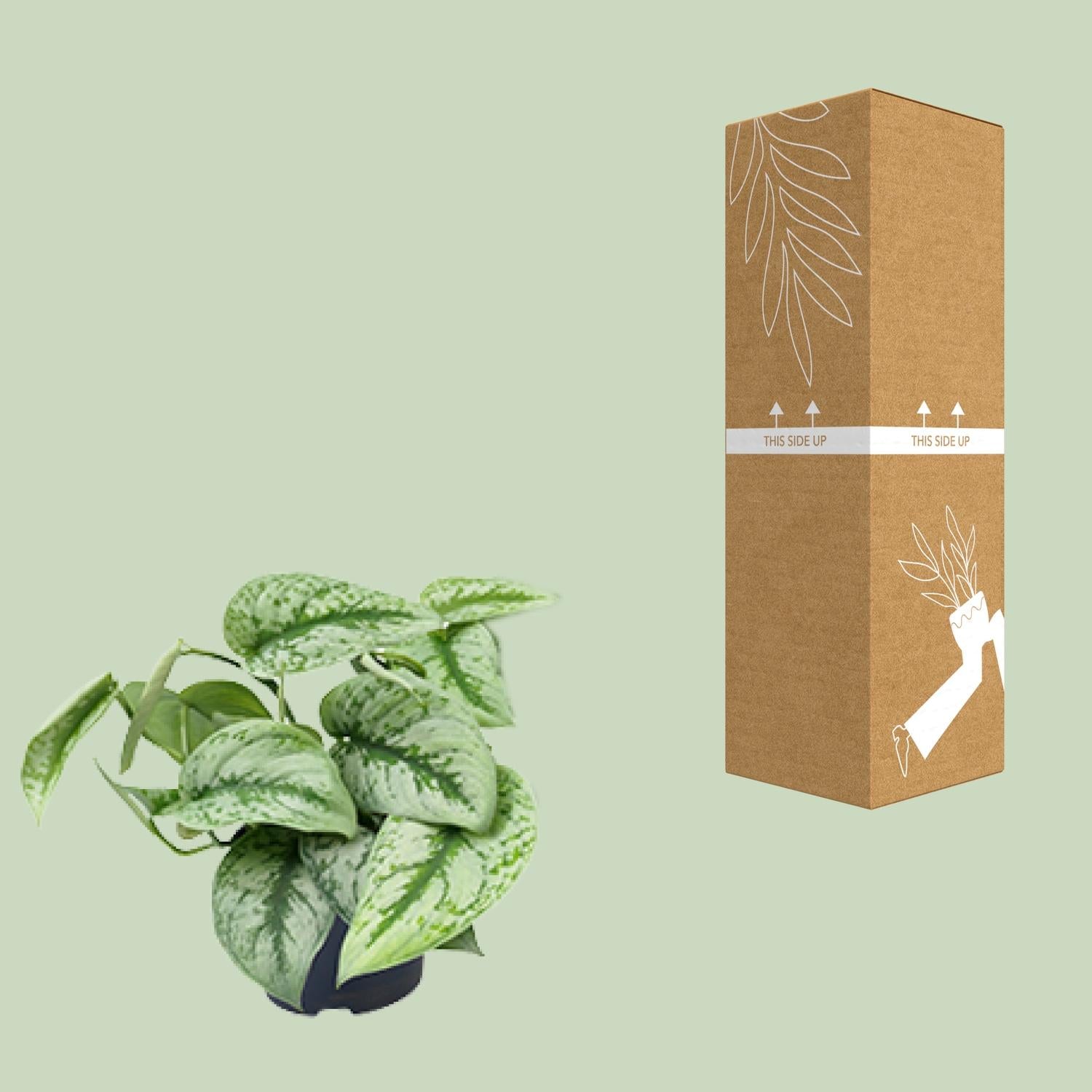 Scindapsus Pictus 'Trebie' – Spotted Ivy - 15-25 cm