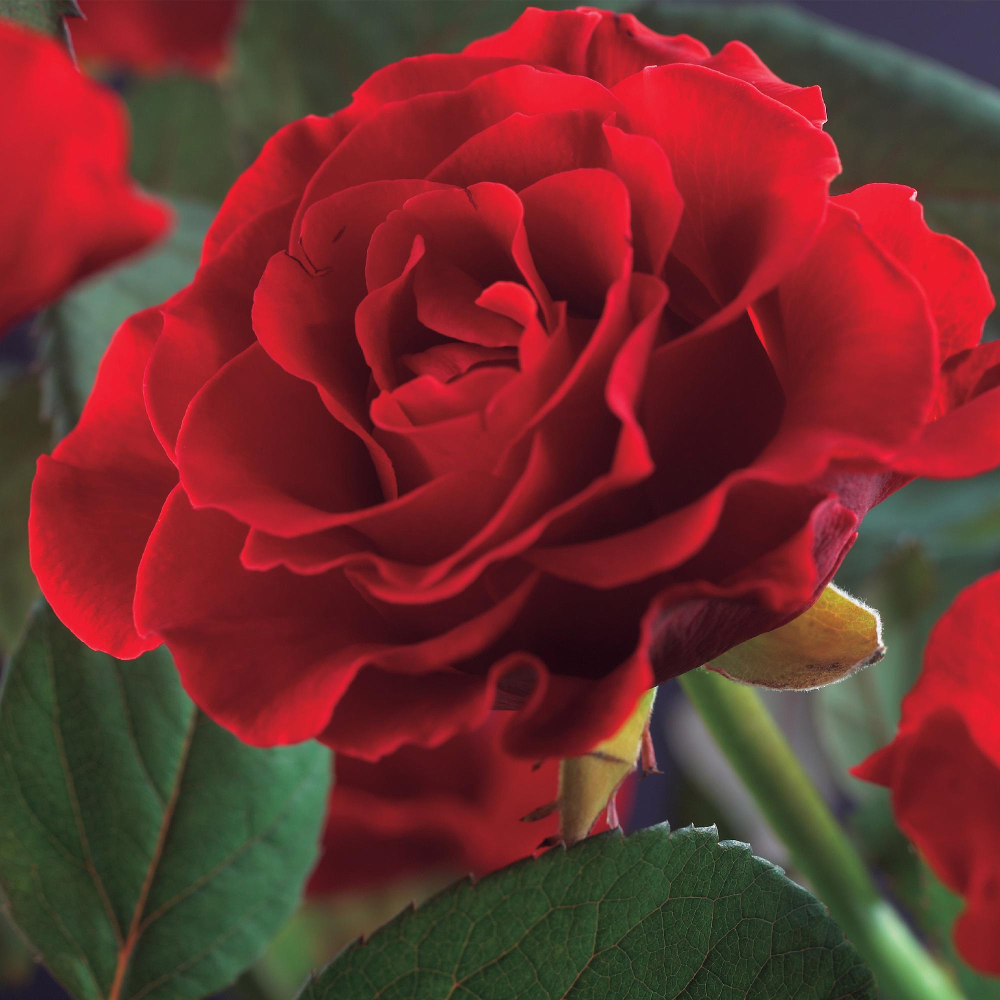 Climbing rose 'Paul Scarlet Climber' – robust, easy to care for, 2 plants, 11 cm pot, 40 cm high