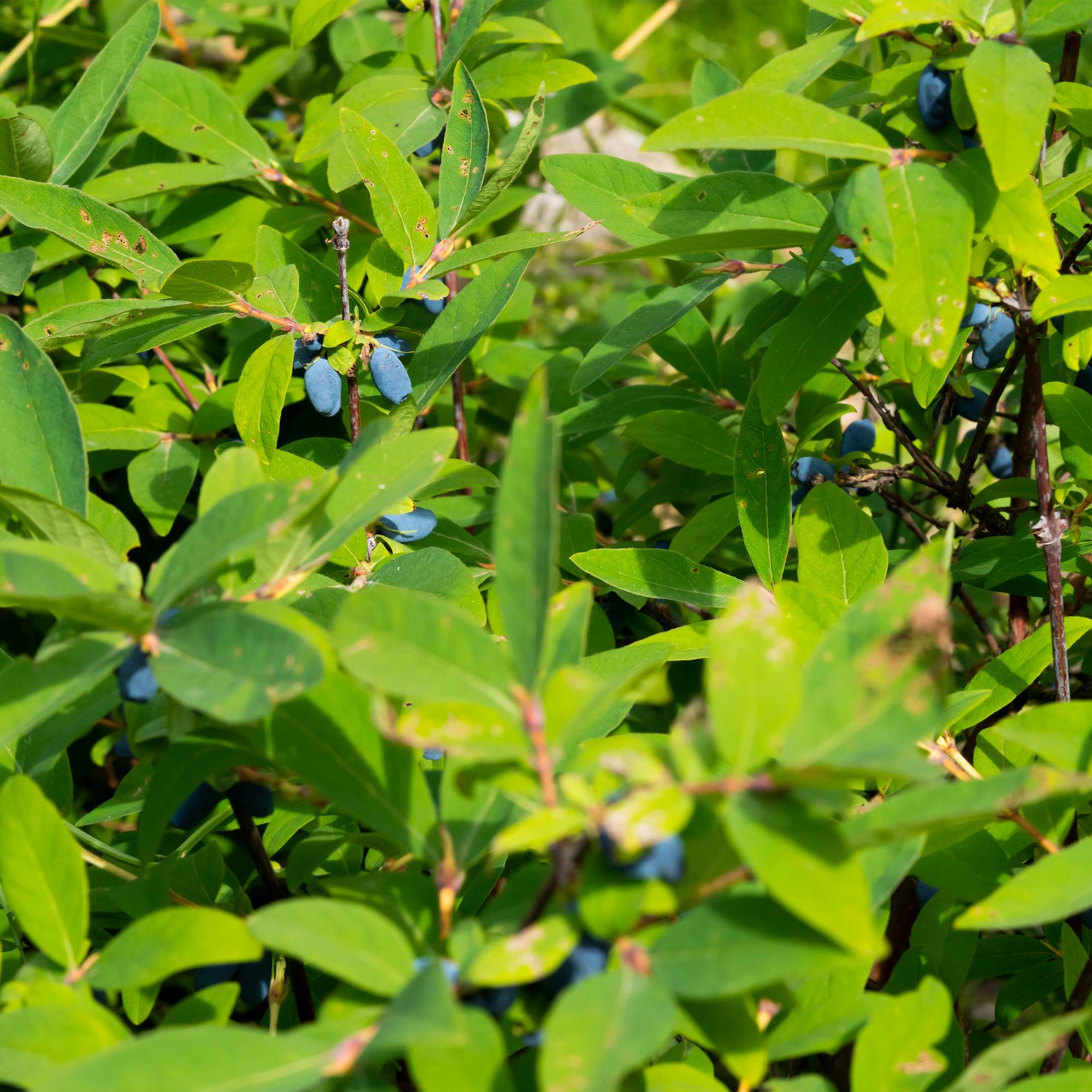Honigbeere (Lonicera caerulea ‘Kamchatika’) – 2 Pflanzen, 15 cm Topf, 50 cm hoch